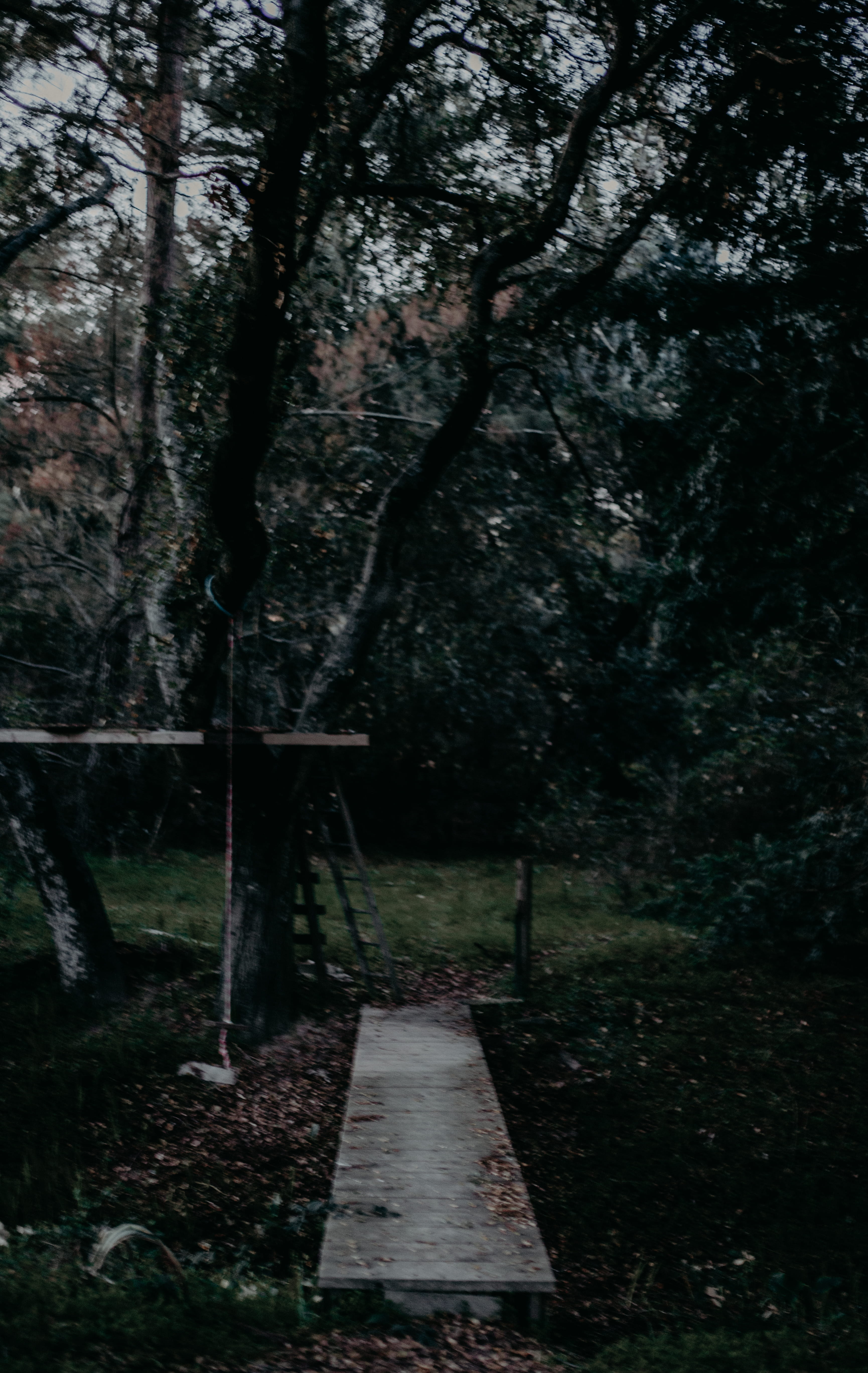backyard, forest, fall, treehouse, bridge, plant, the way forward