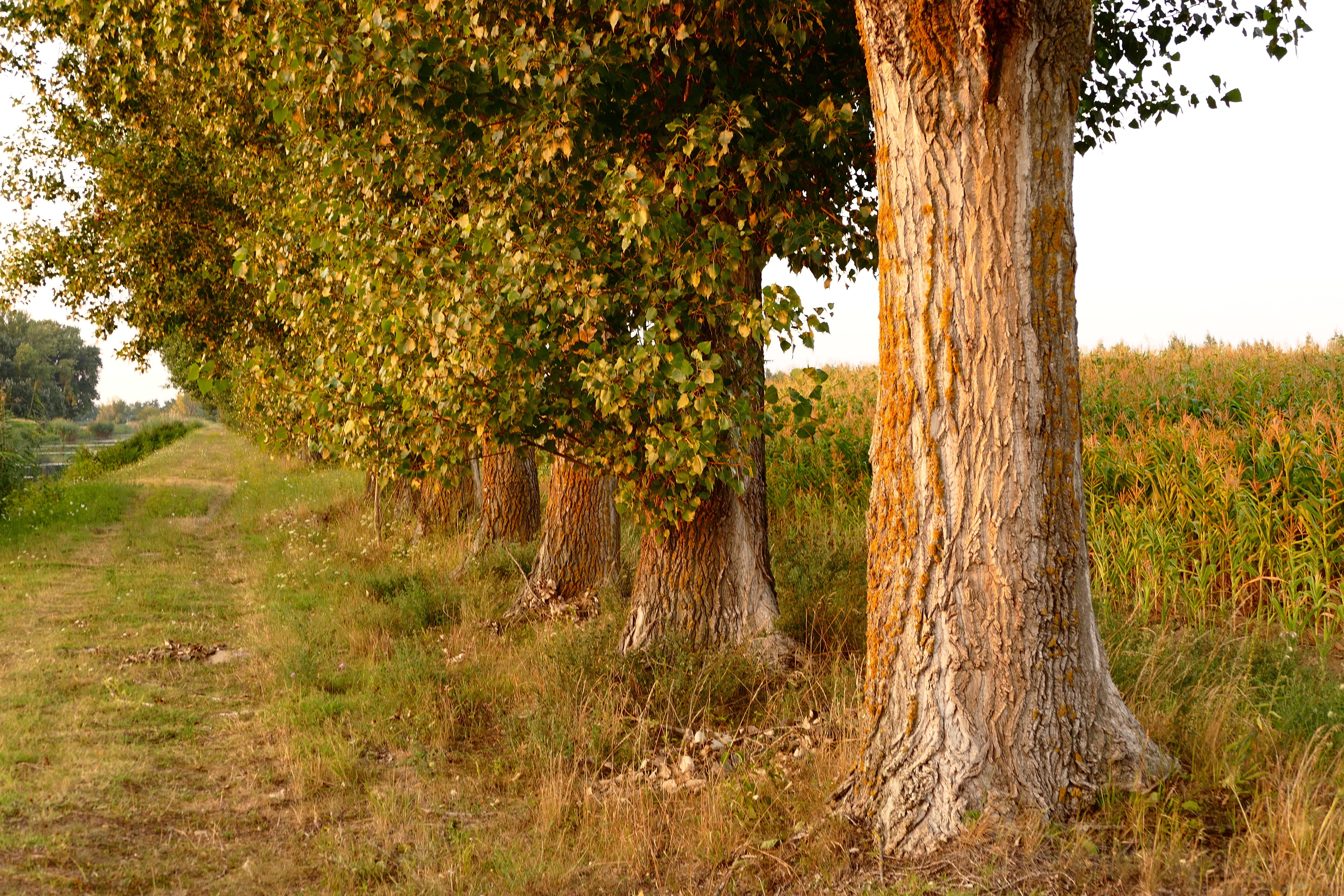 tree, field, nature, summer, country, path, plant, tree trunk