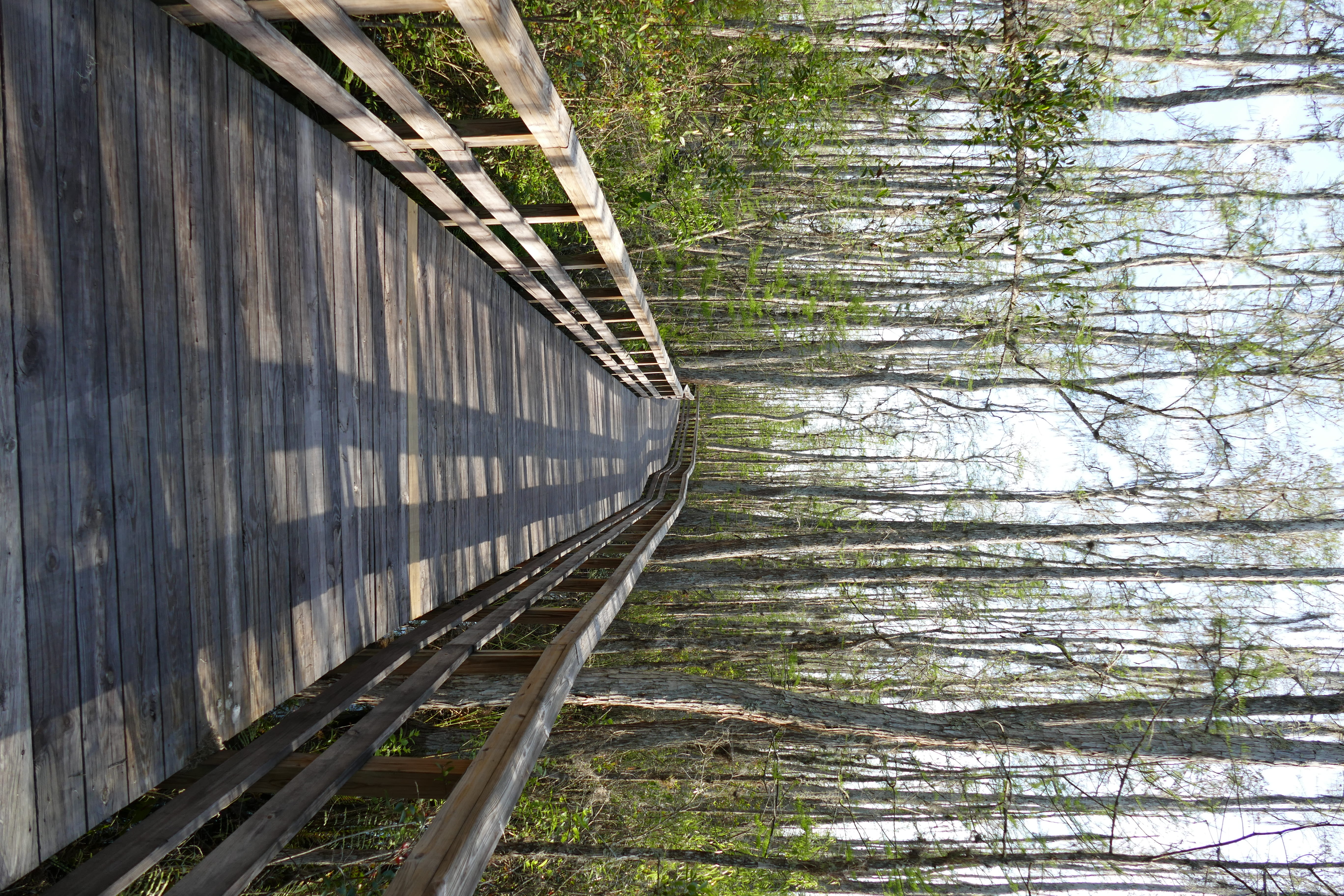 boardwalk, bridge, building, path, trail, railing, walkway