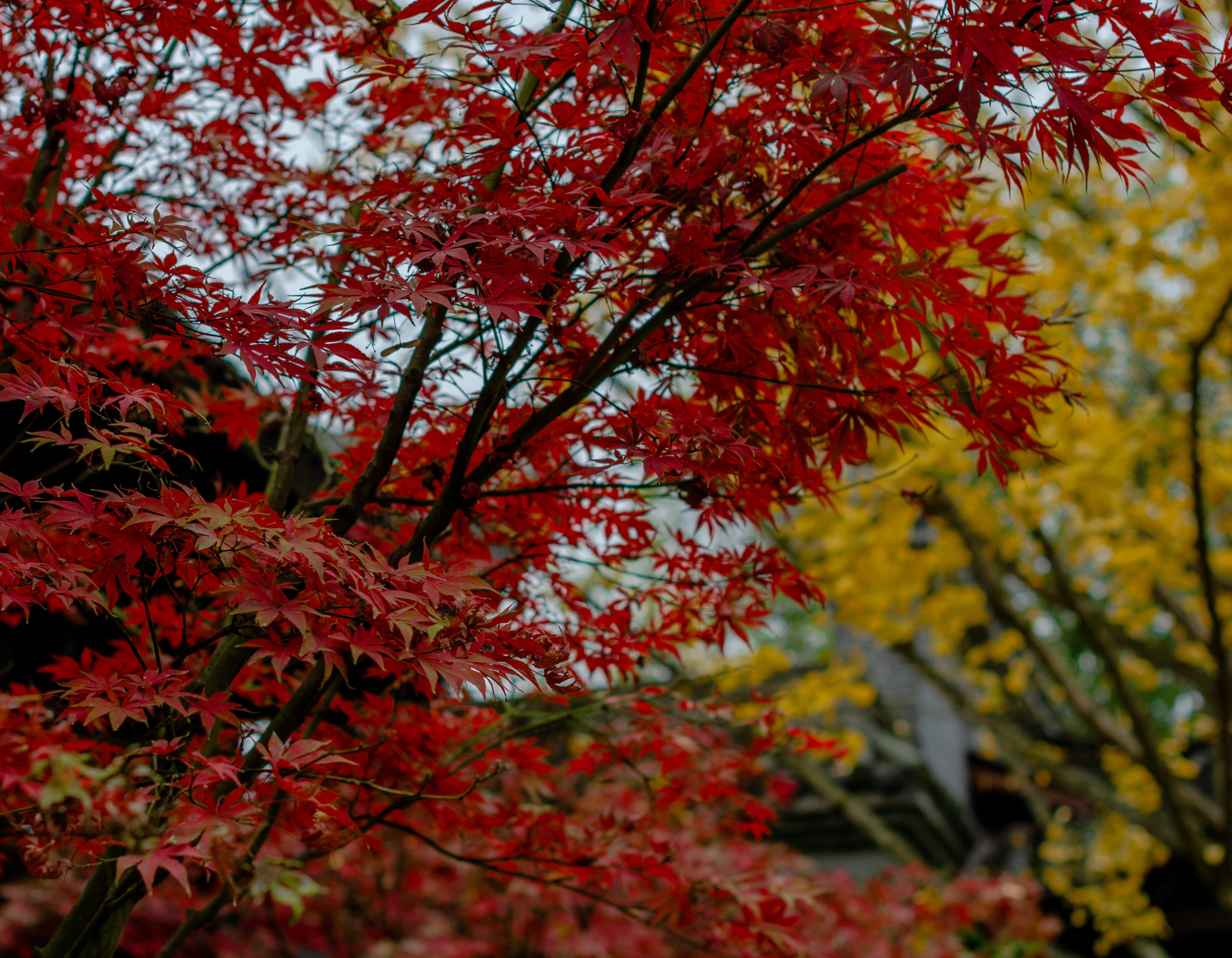 plant, leaf, tree, maple, nature, maple leaf, tree trunk, path