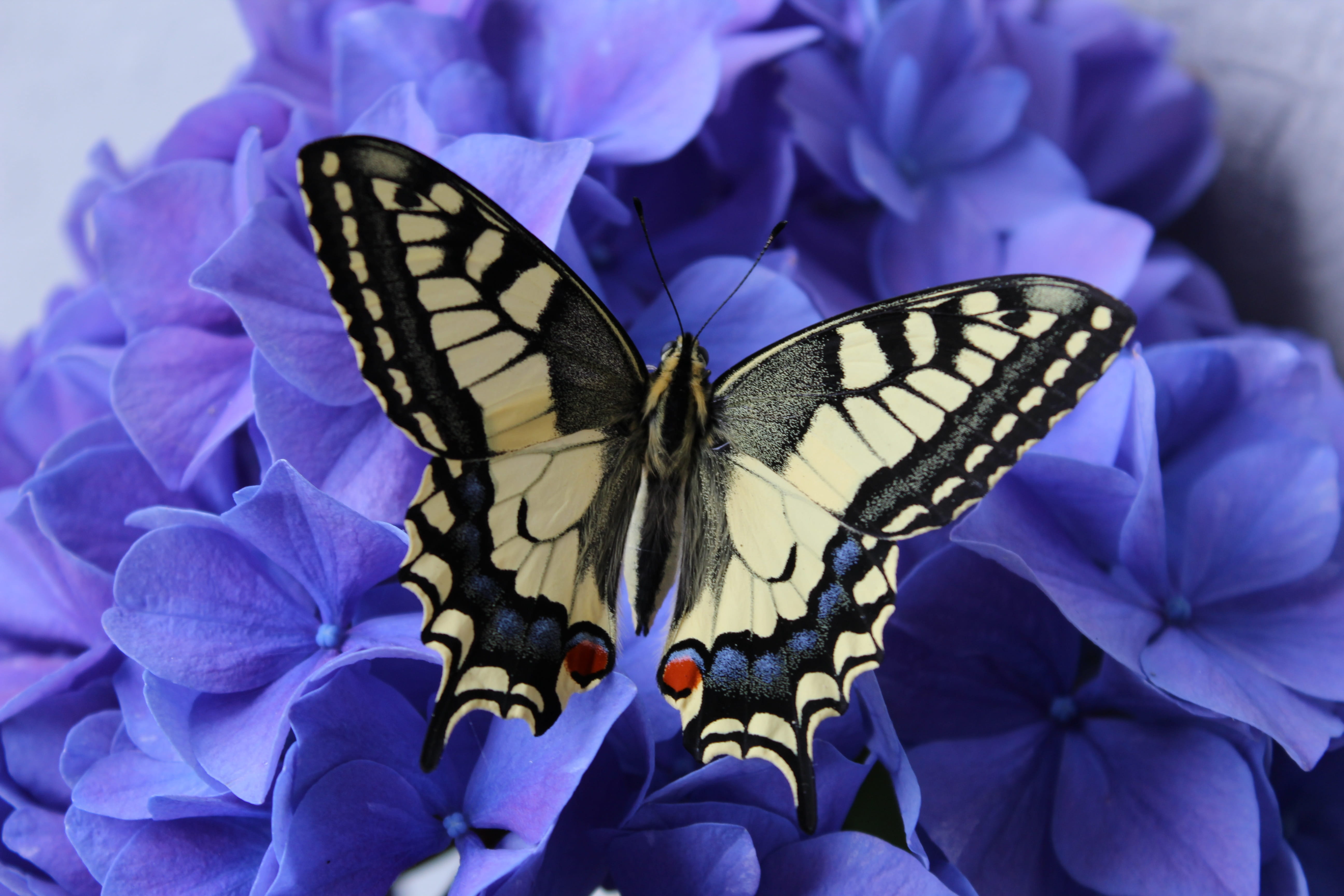 Бабочка Butterfly гортензия