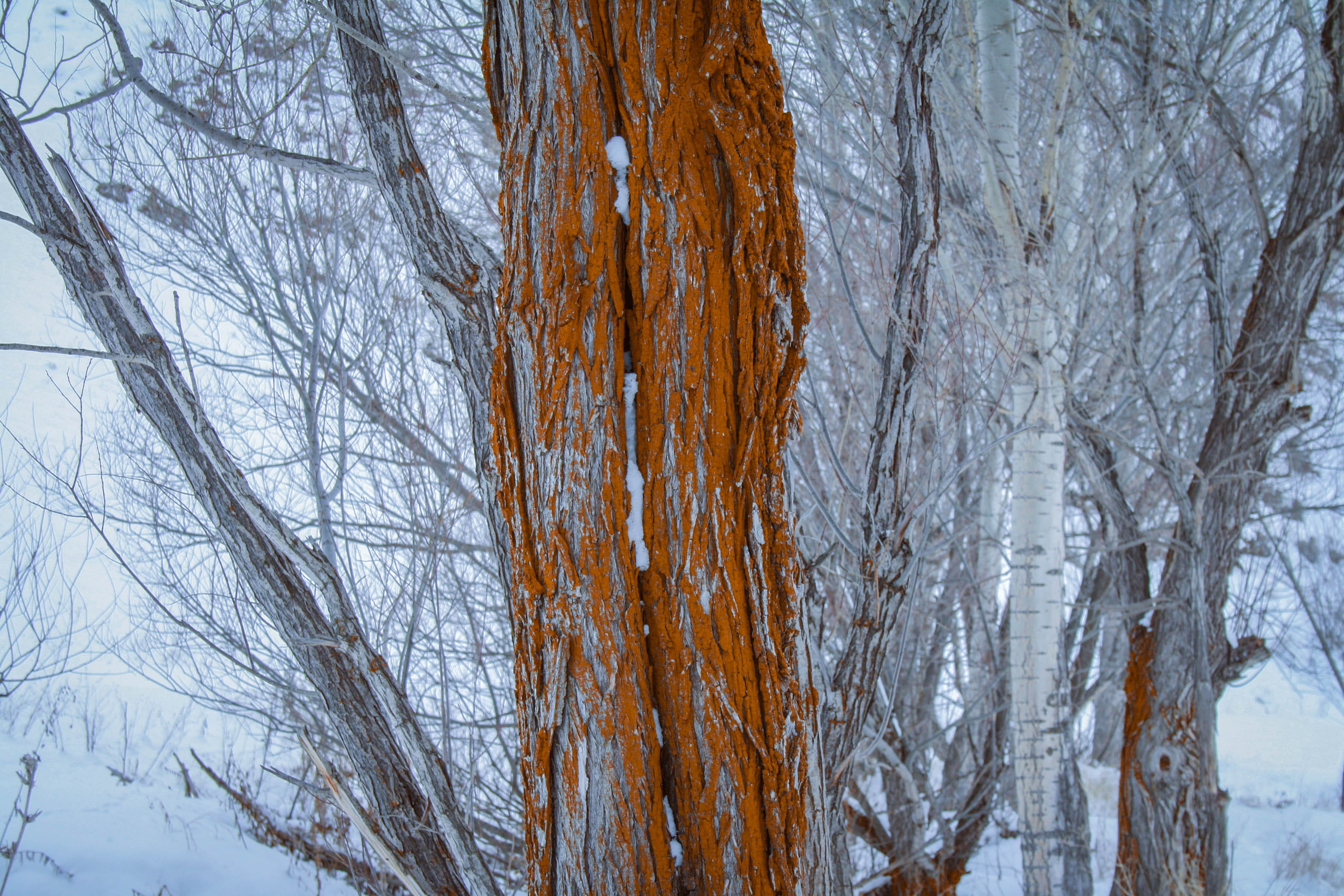 tree, old tree, nature, winter, cold, aesthetics, bare tree