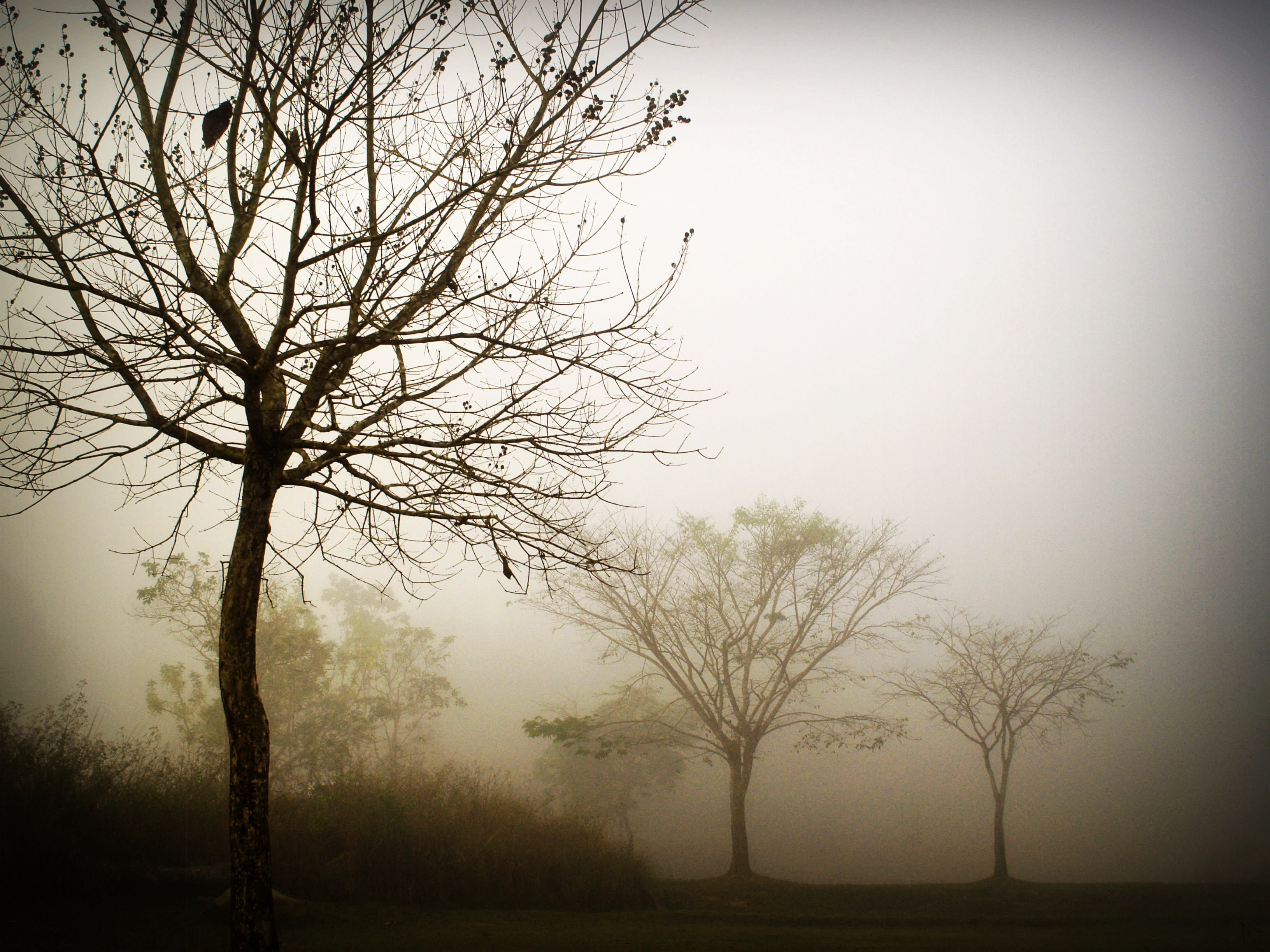 Three Bare Trees, branches, clouds, colors, environment, foggy