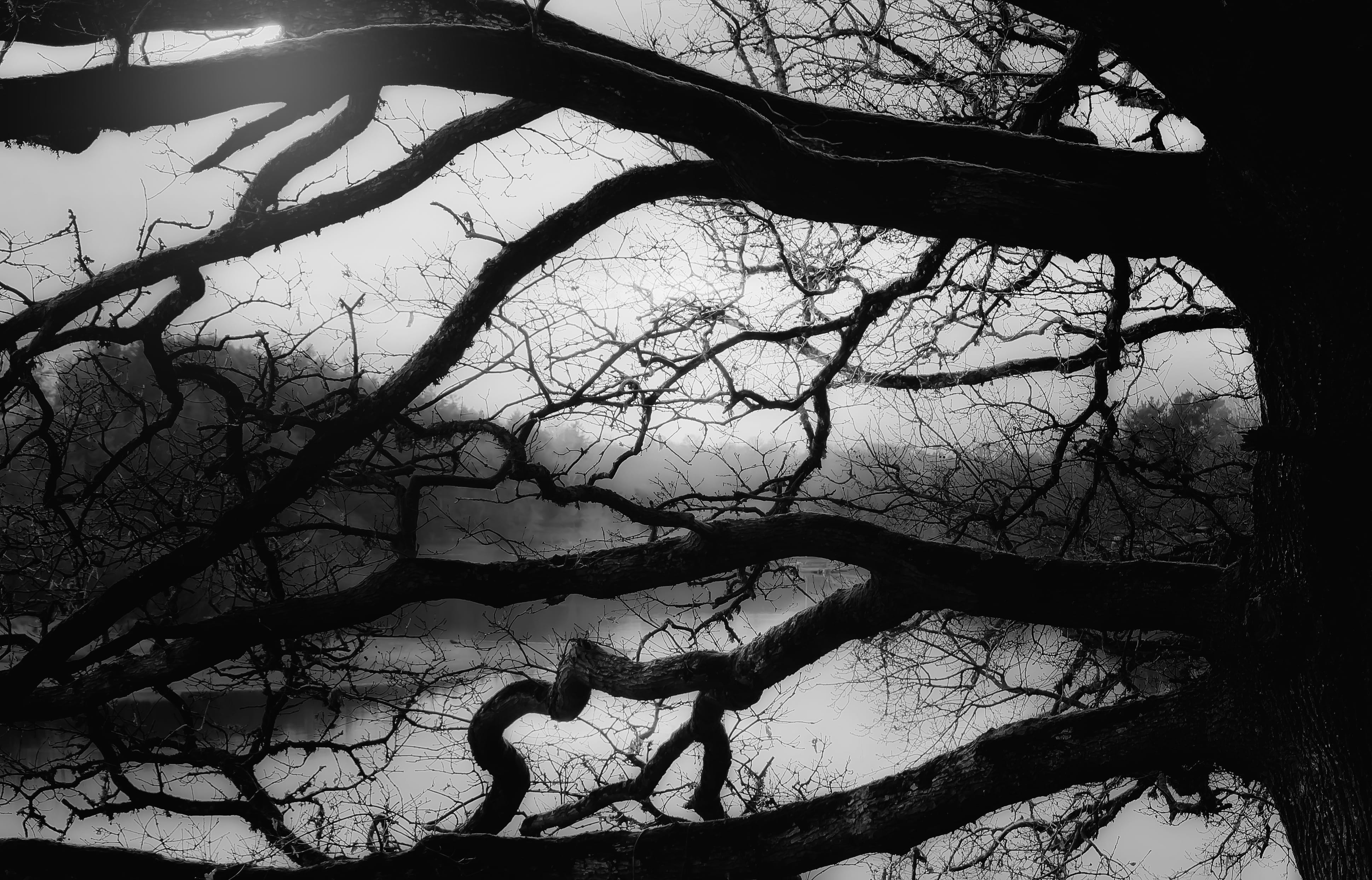 tree, lake, branch, bare tree, plant, nature, tranquility, trunk