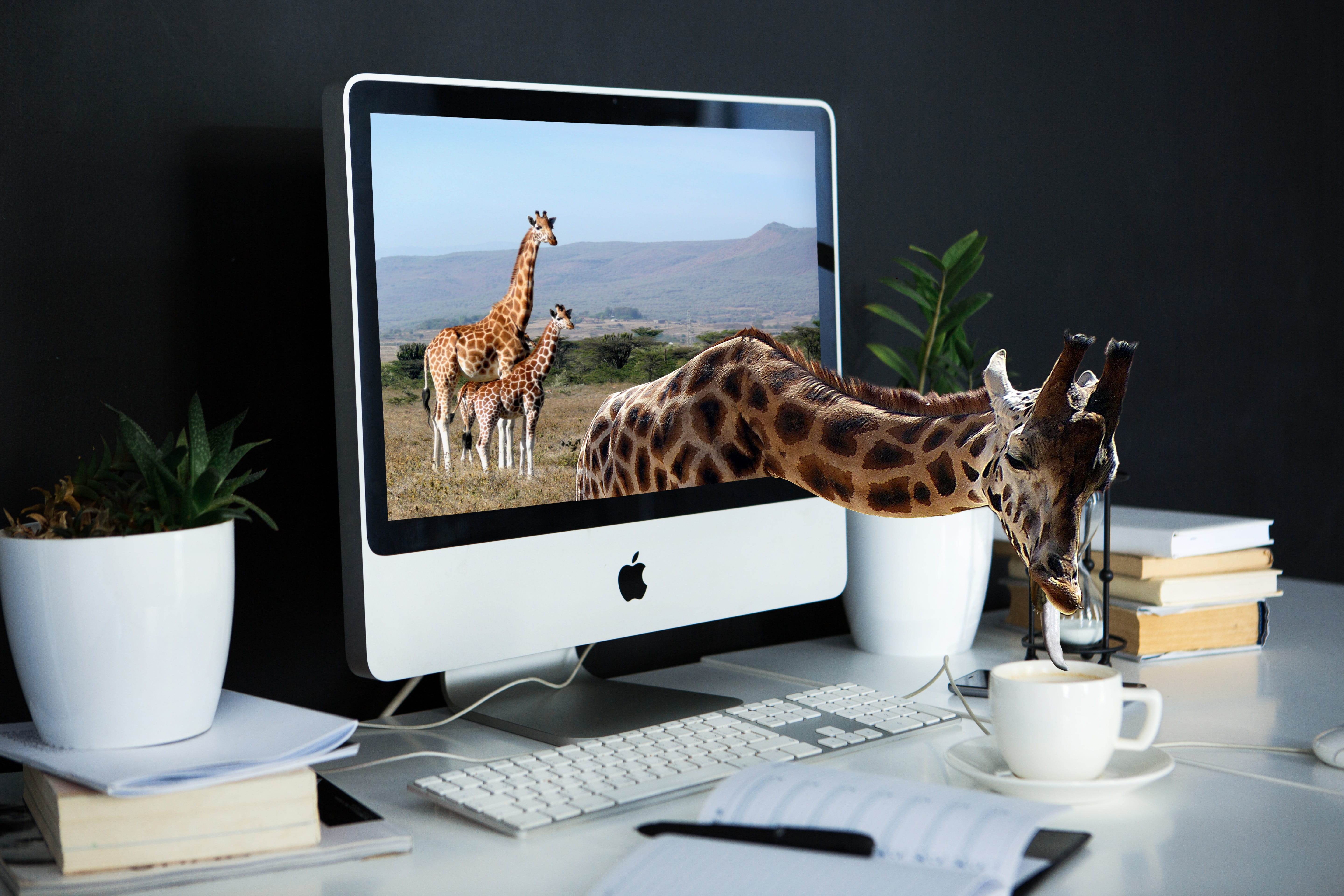 giraffe, screen, technology, display, computer, table, wireless technology