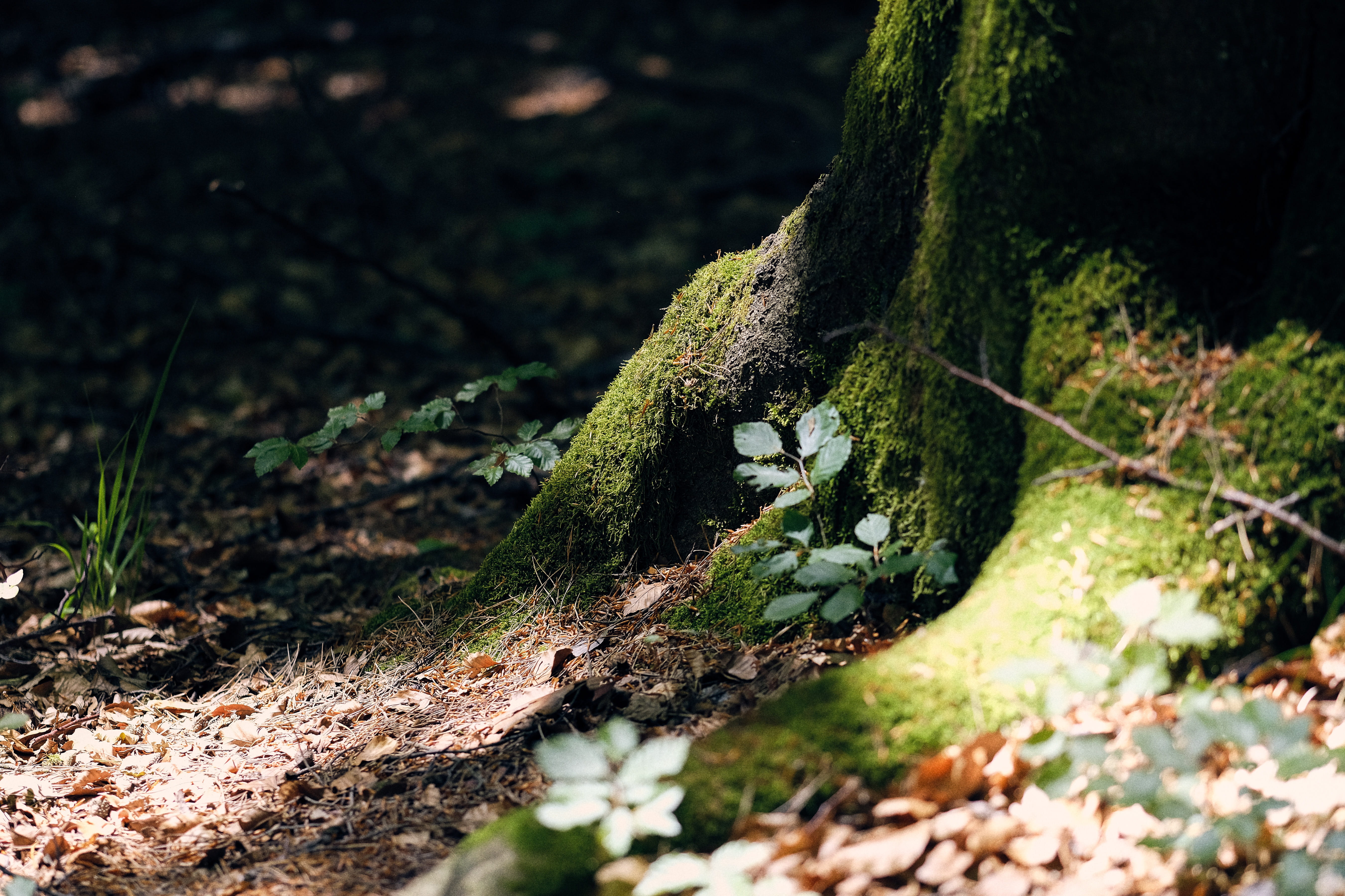 green leafed plants, tree, growth, moss, land, selective focus