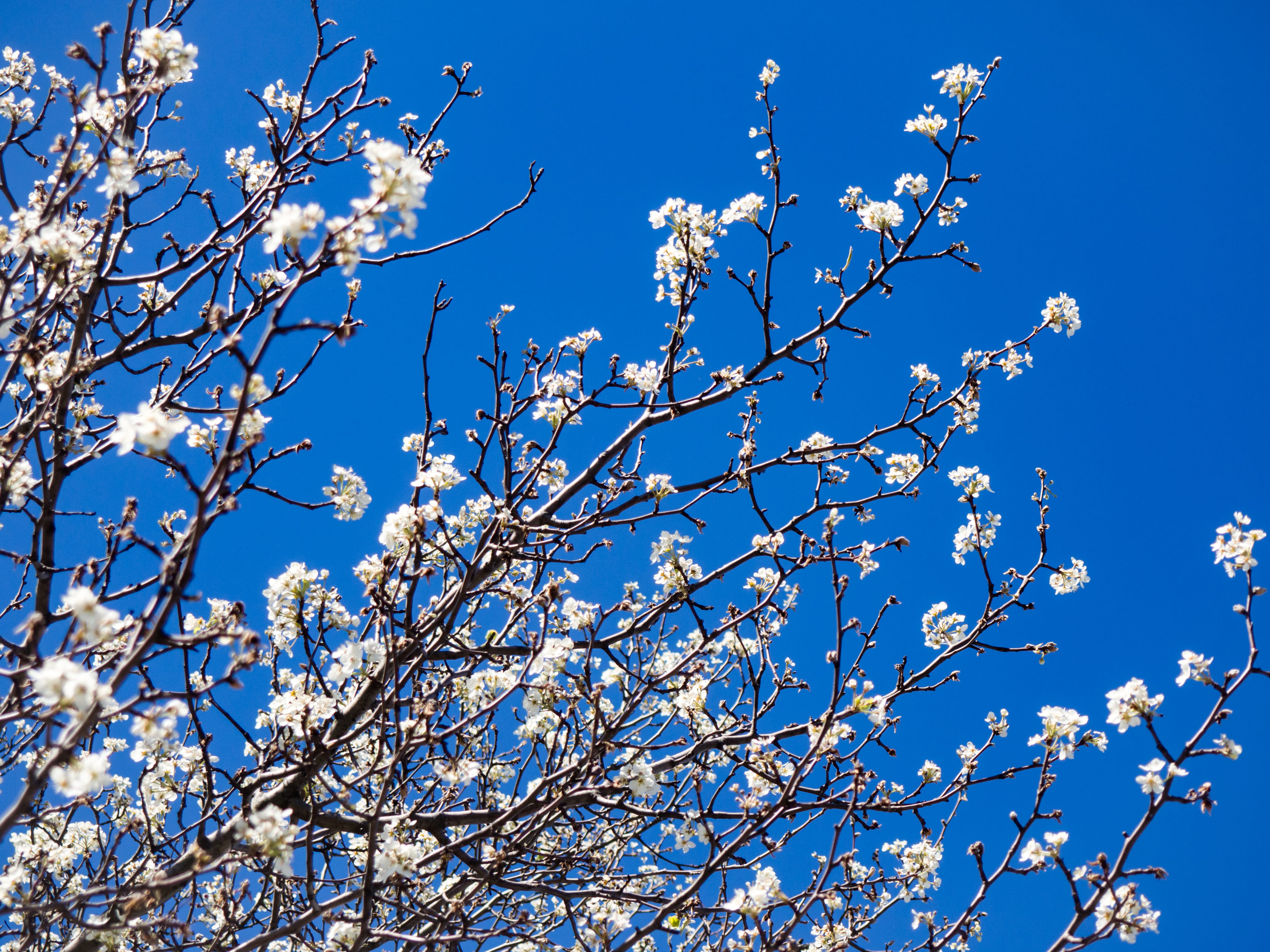 spring, flowers, tree, branches, blue, low angle view, plant
