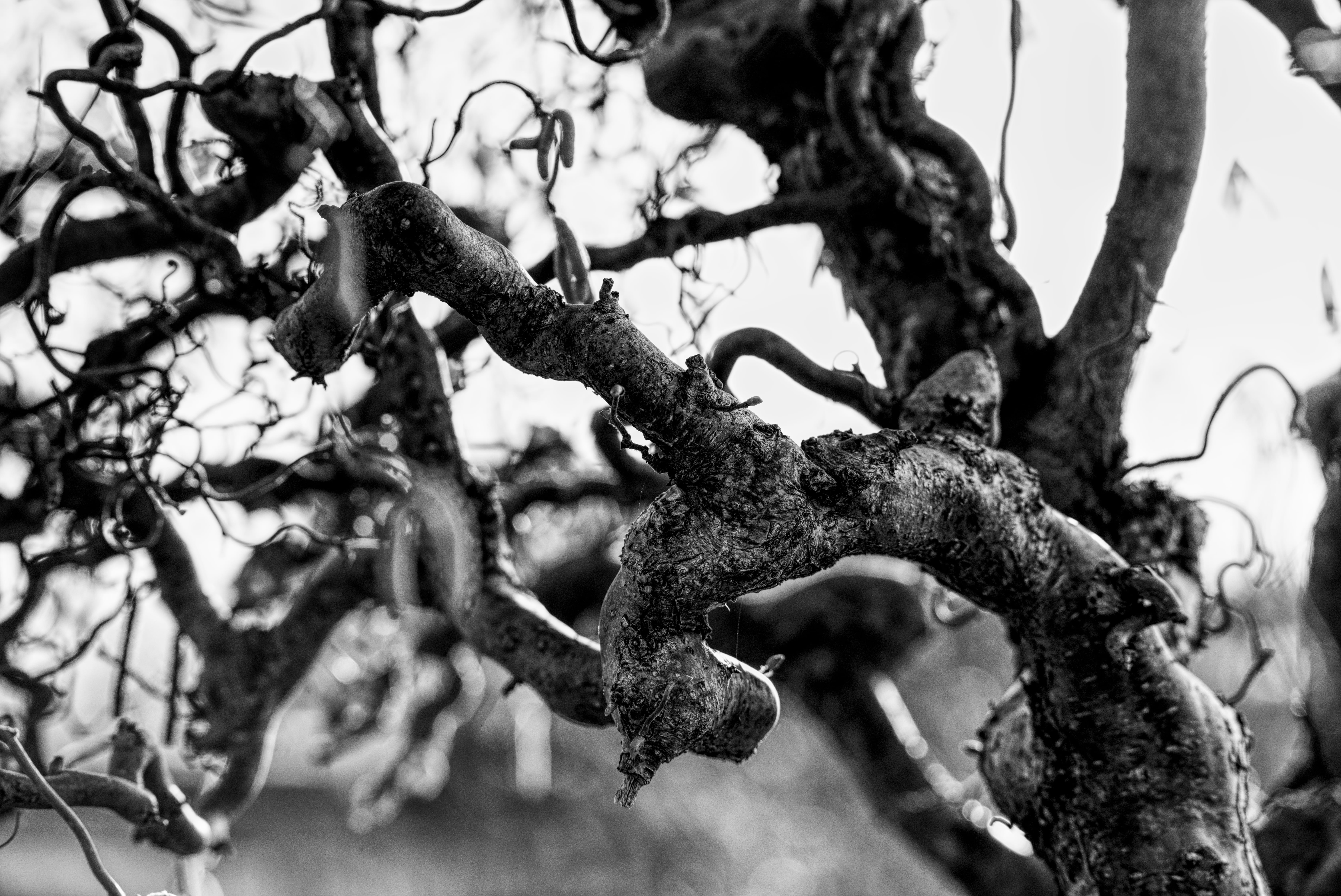 corkscrew willow, tree, nature, plant, branch, focus on foreground