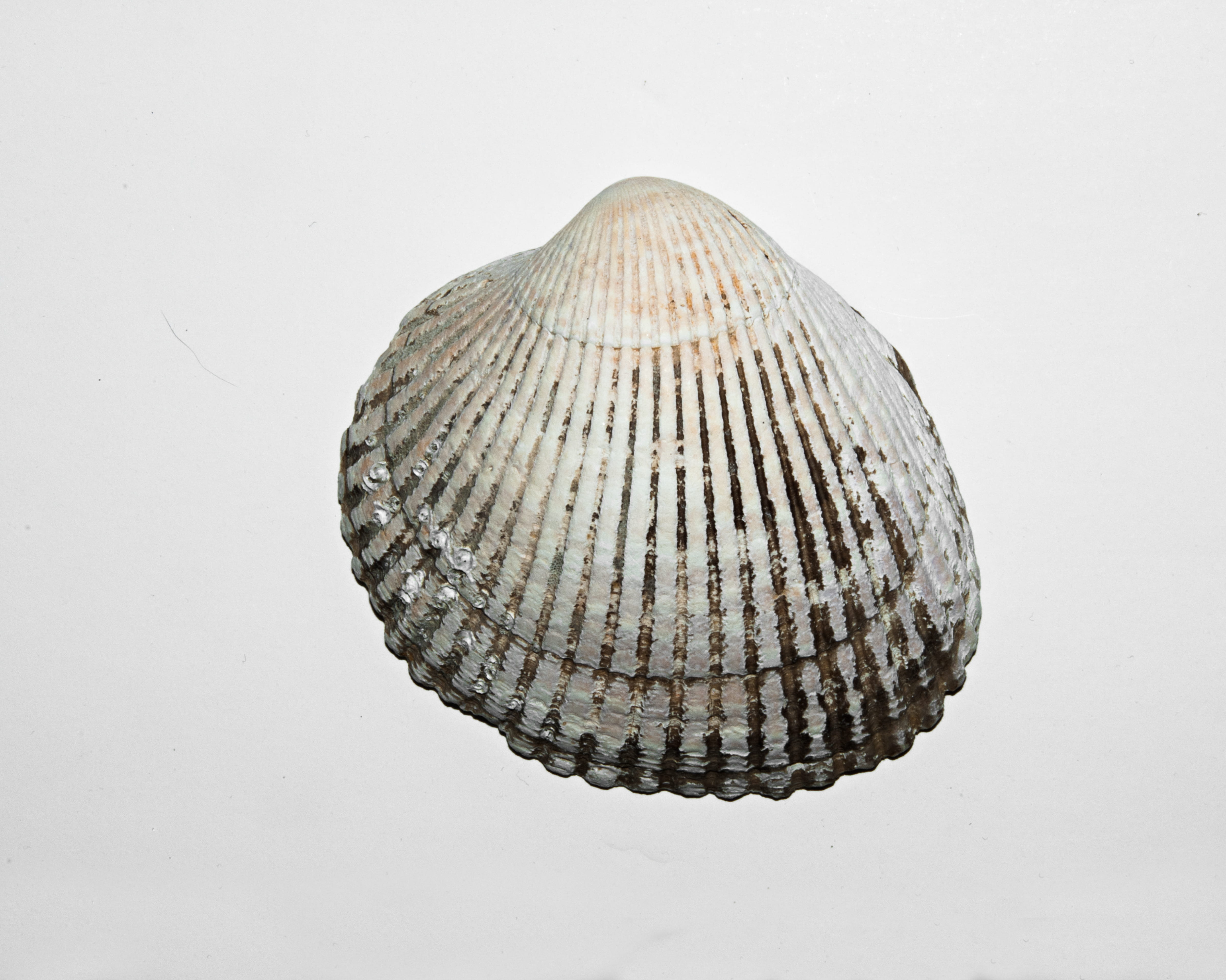 cockle shell, white, moss, markings, studio shot, white background