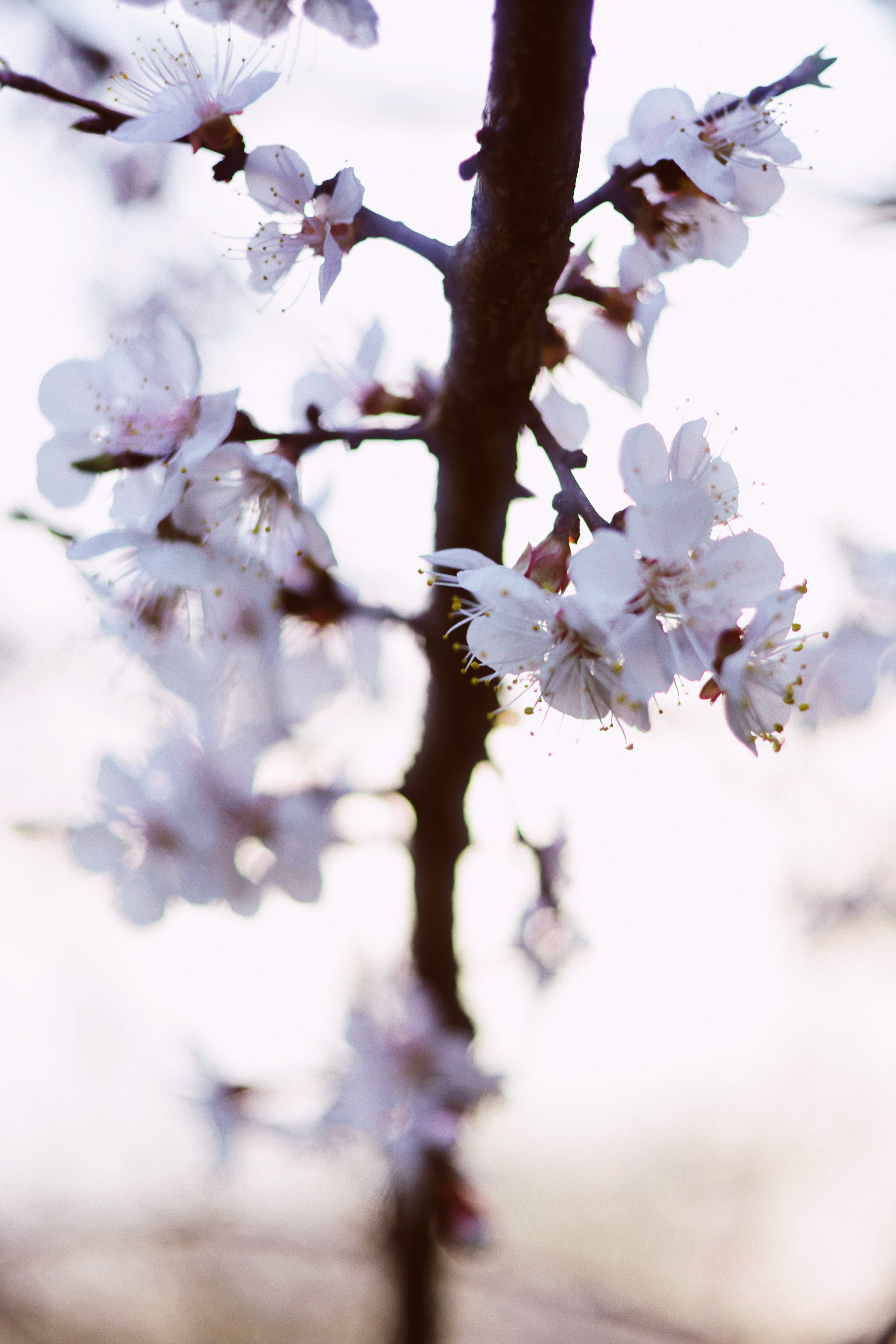 sun, sunlight, cherry, cherry tree, cherry blossom tree, cherry flowers
