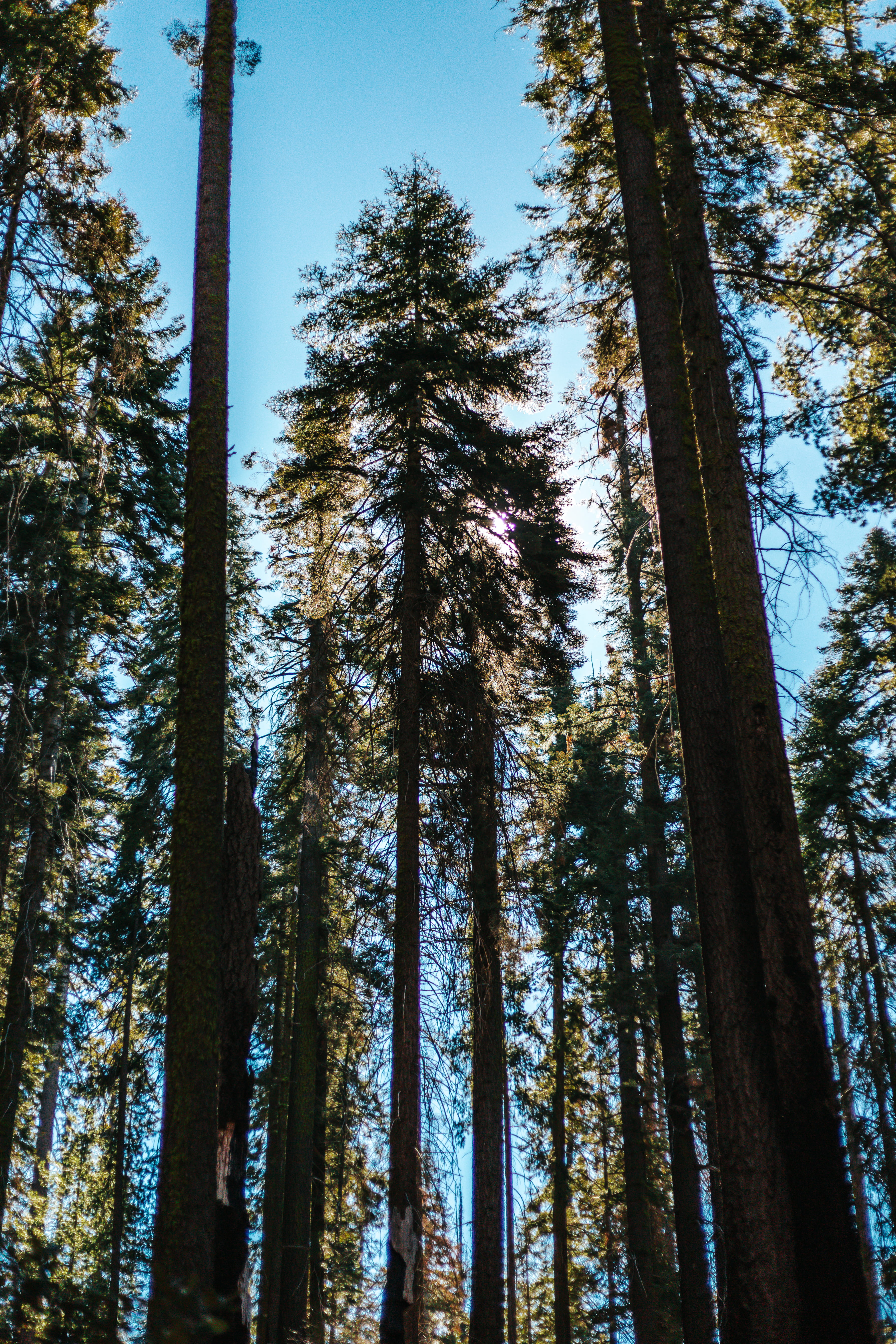 sequoium, background, wallpaper, nature, forest, tree, plant
