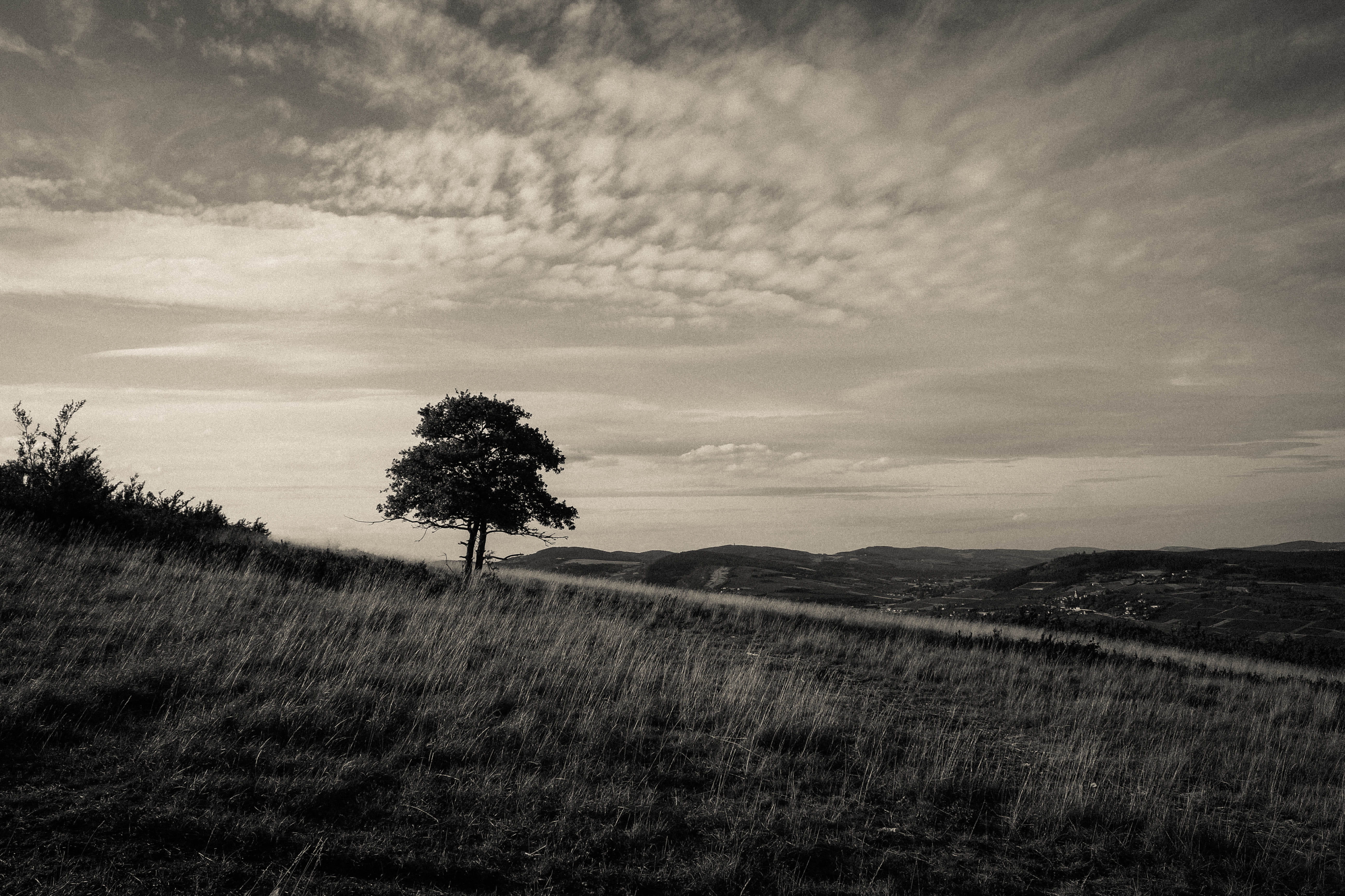 tree, sky, cloud, black, grass, mountains, view, landscape