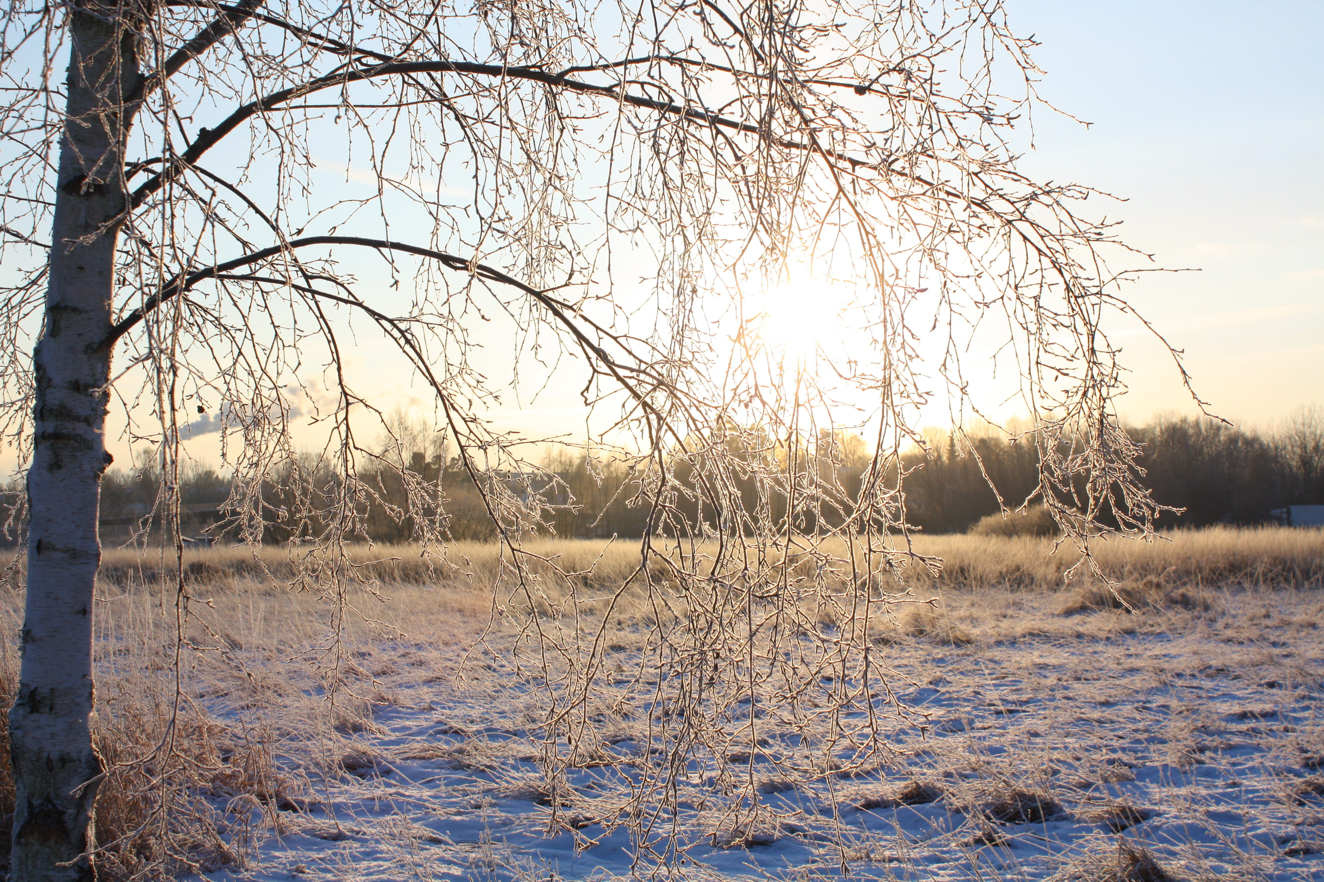winter, snow, nature, tree, frost, landscapes, cold temperature