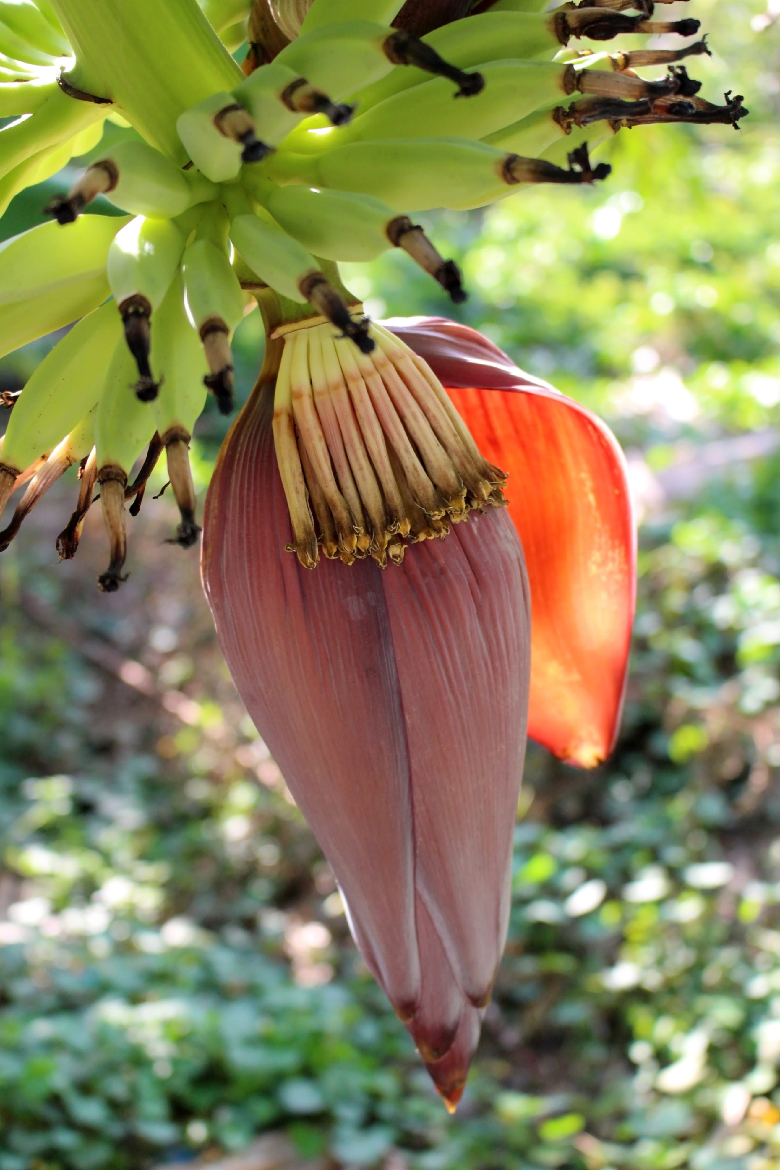 Banana tree flower producing a bunch of bananas, seed, pod, growing