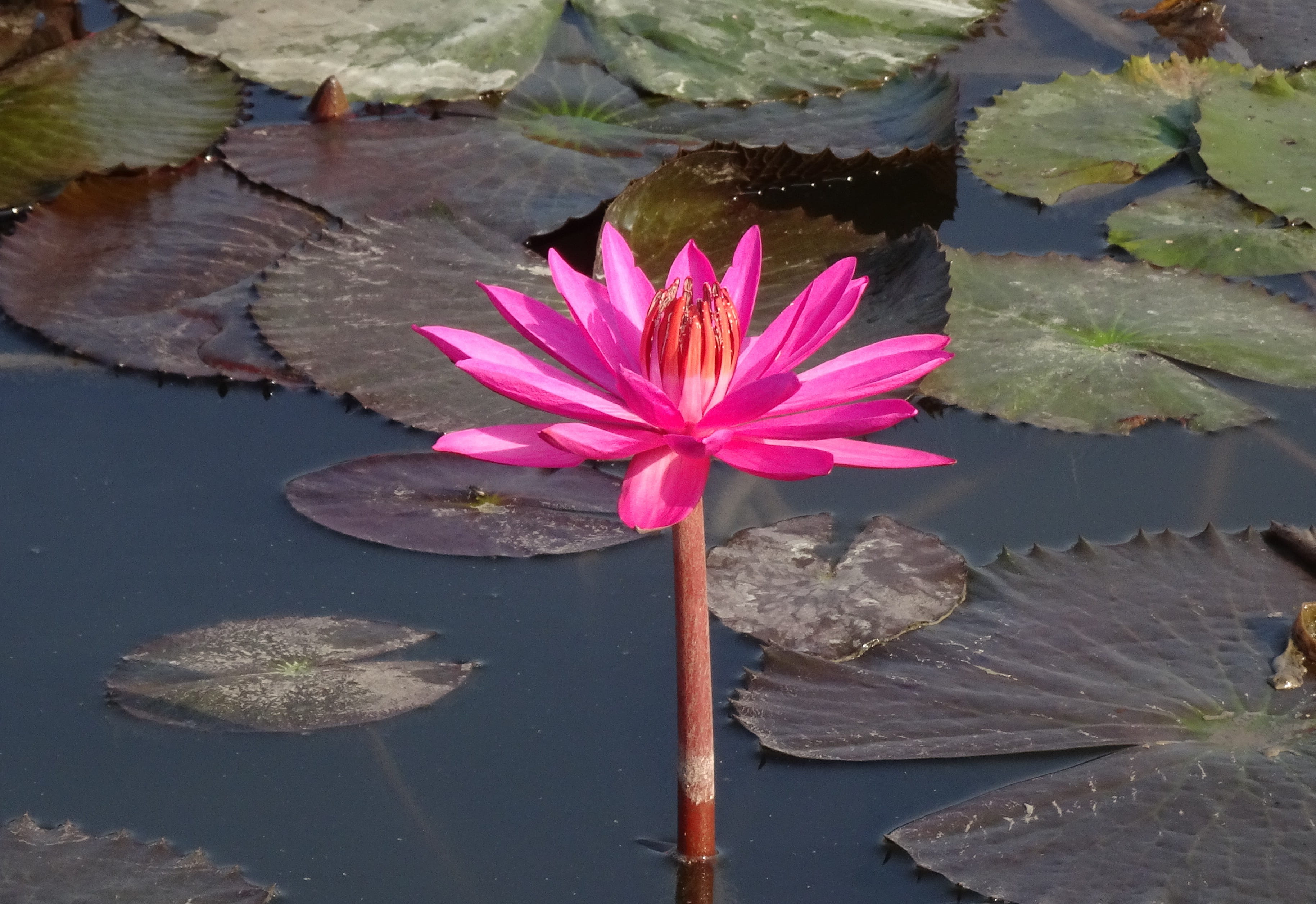 lily, flower, red water lily, pond, nature, aquatic, lal kamal