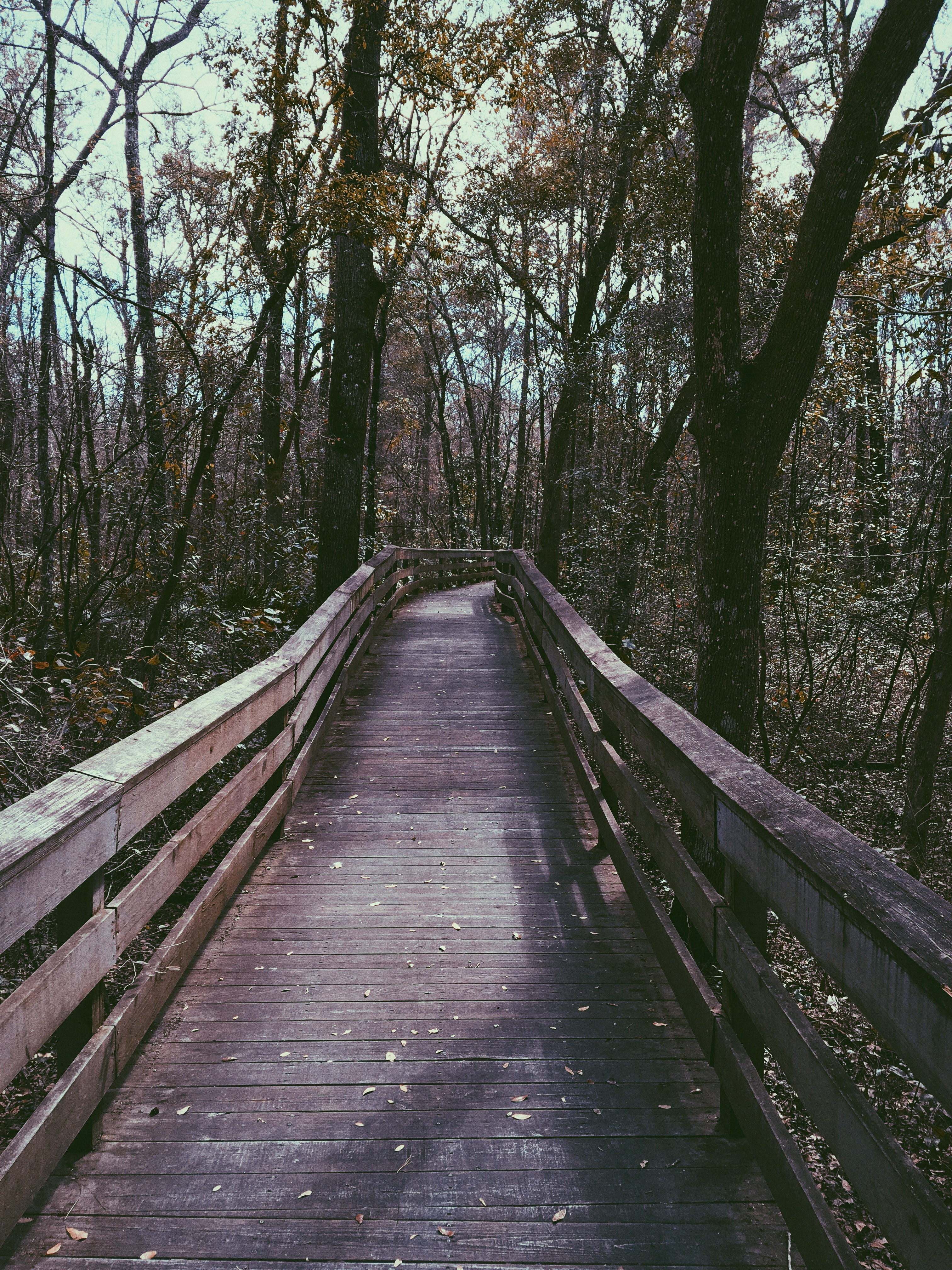 forest, trees, boardwalk, the way forward, direction, plant
