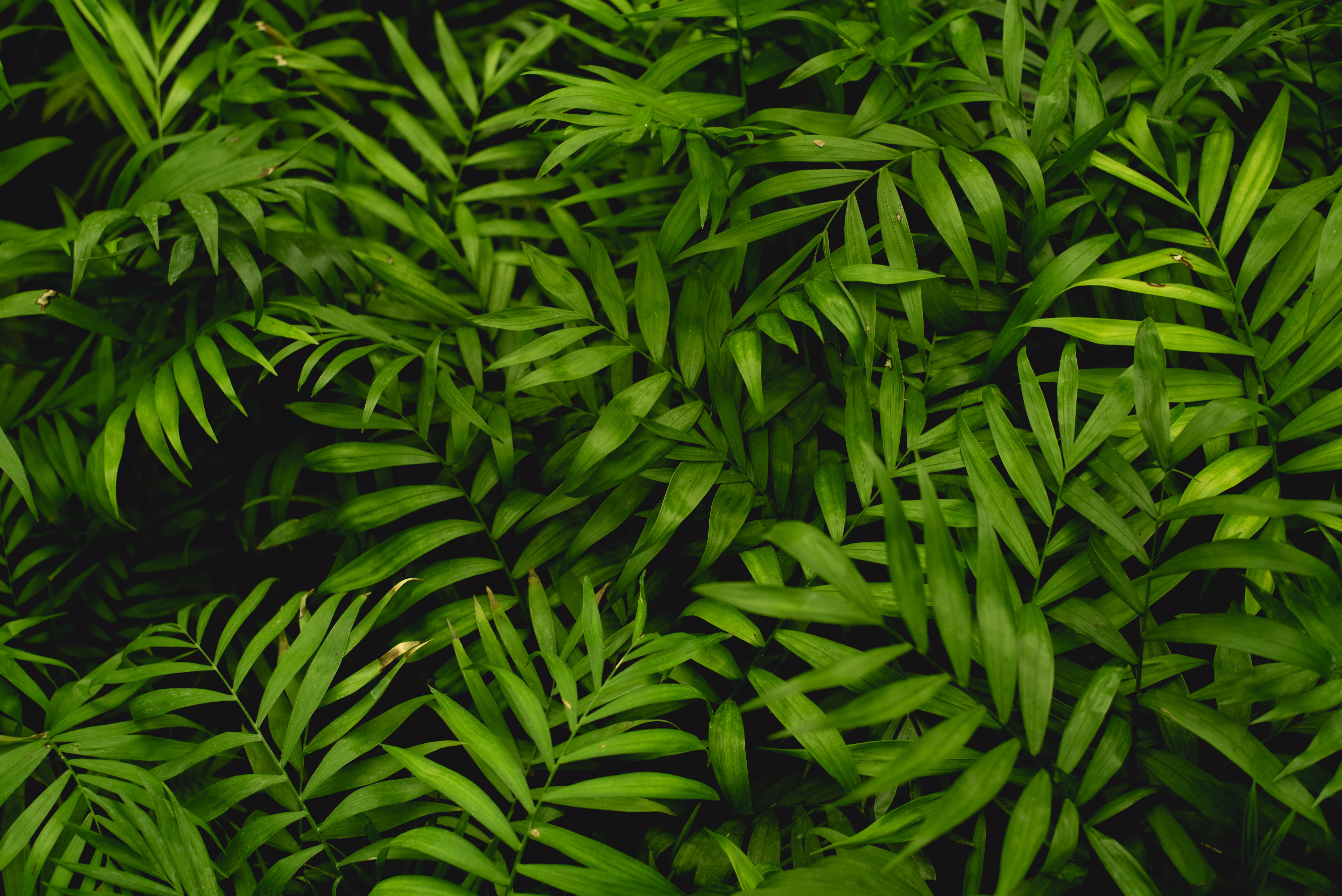 green linear leaves photo, leaf, plant, bush, vegetation, shiraz