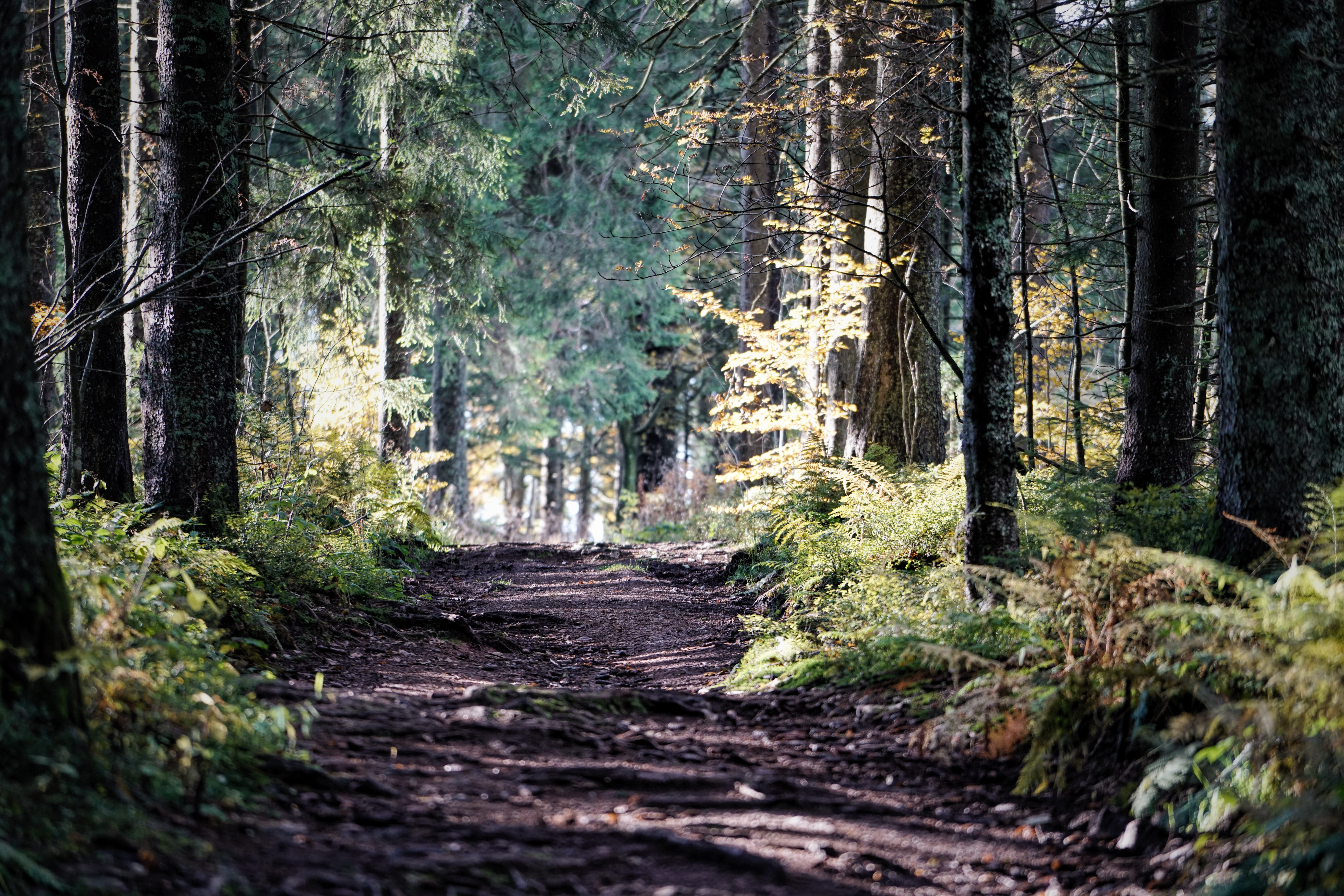 green-leafed tree, forest, plant, land, direction, tranquility