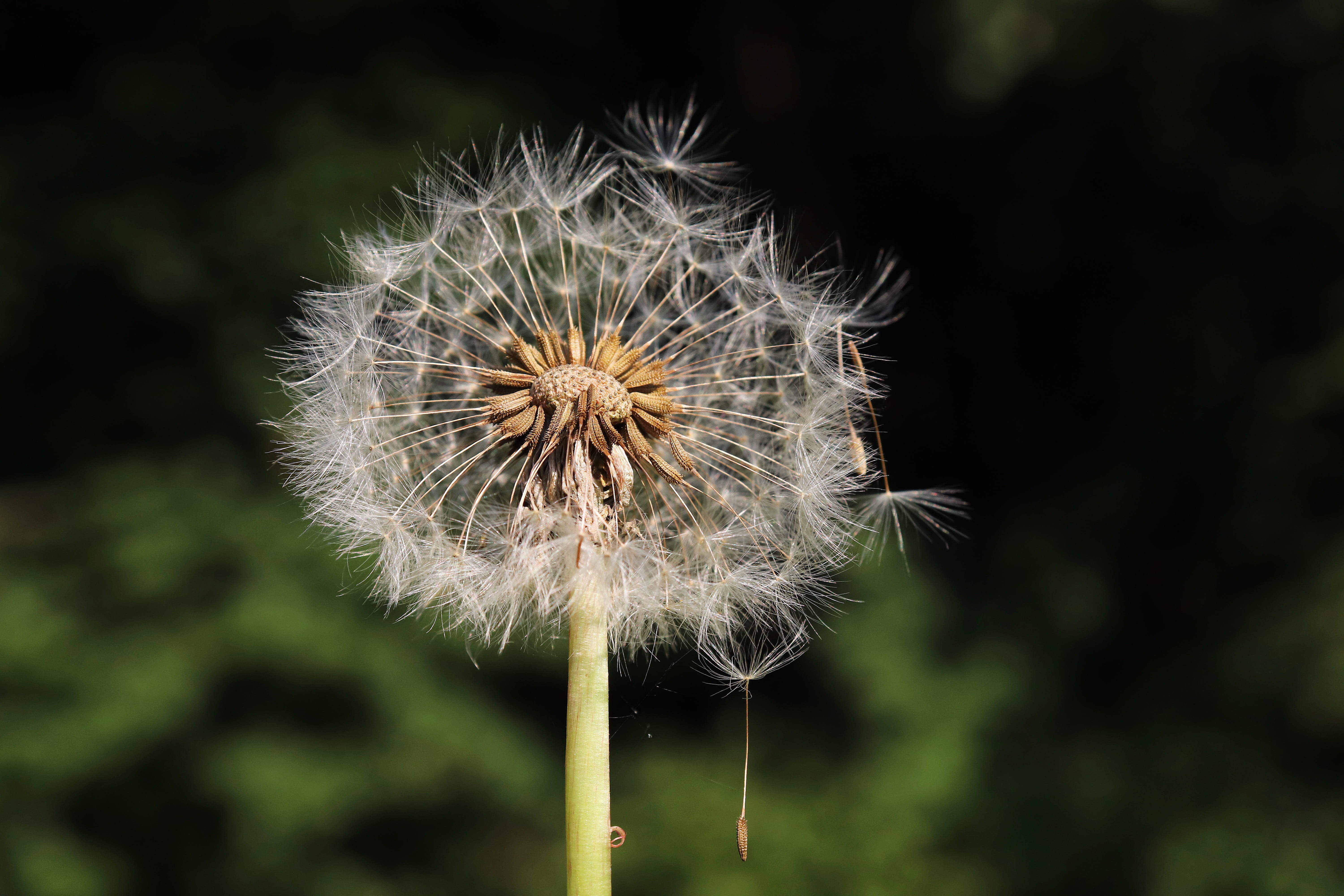 Free download | HD wallpaper: dandelion, heaven and hell, flower, plant ...