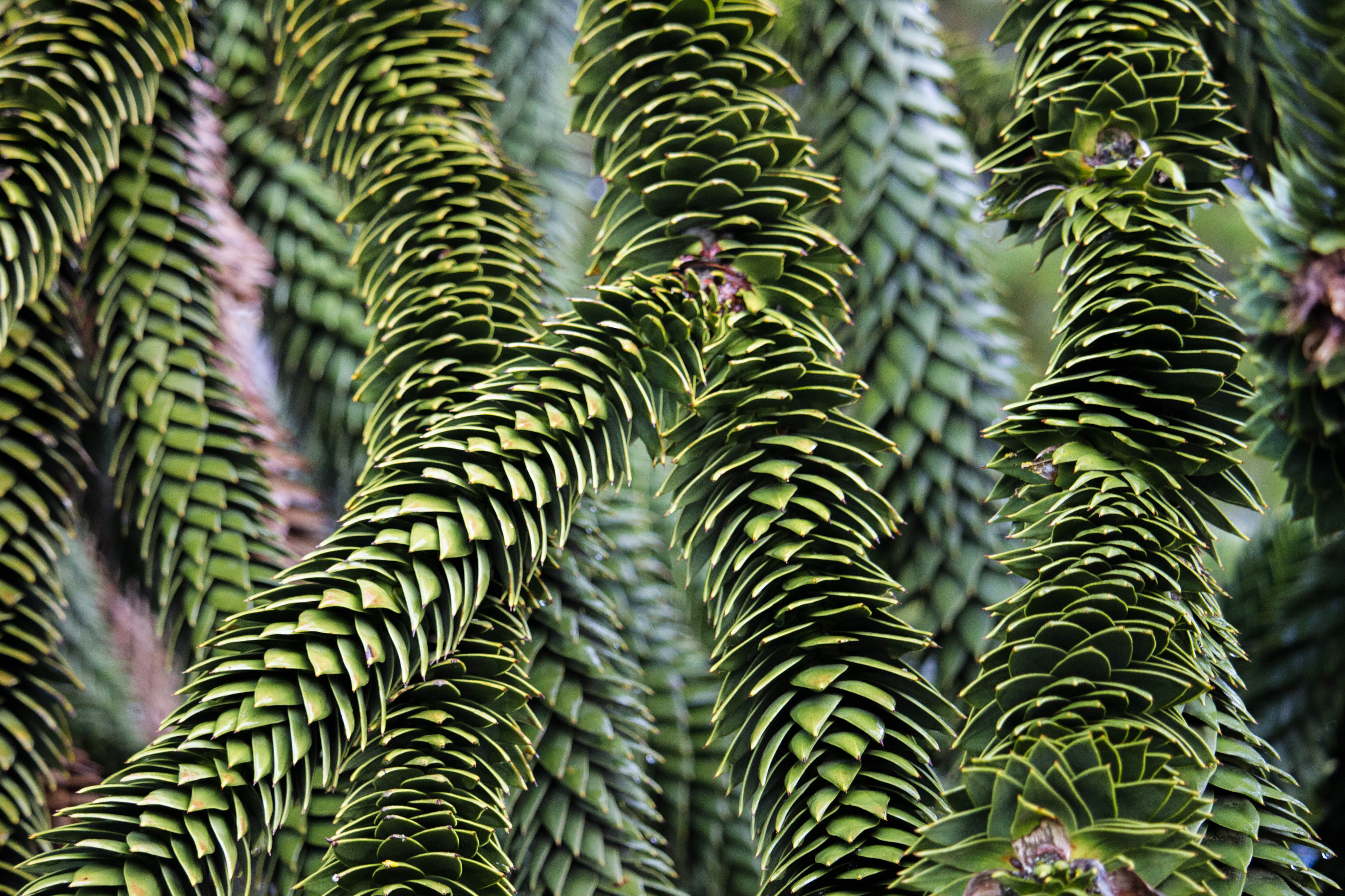 green, greenery, plants, pattern, background, texture, repetition