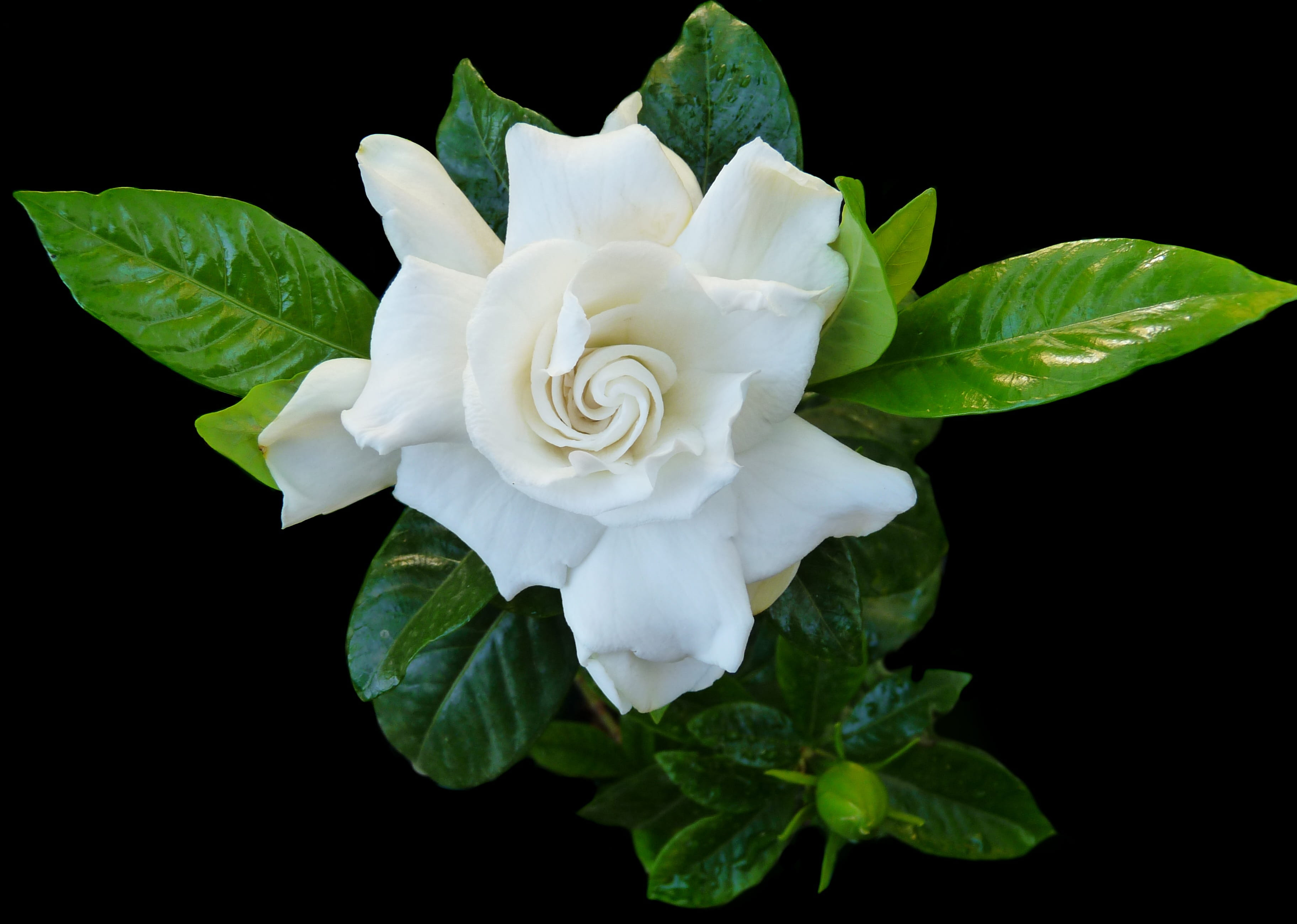 gardenia, flower, fragrant, perfume, nature, leaf, plant, close-up
