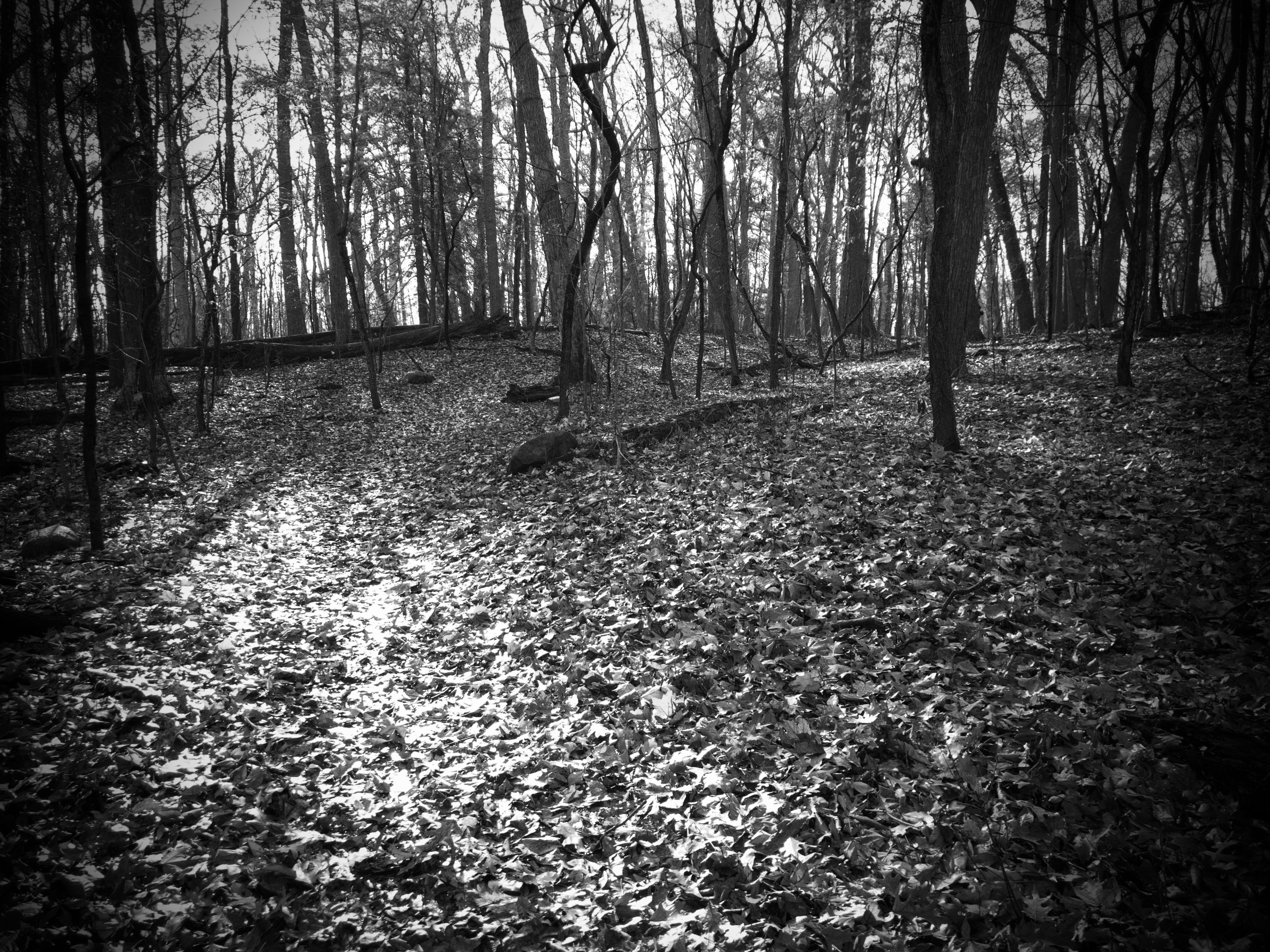 path, leaves, leaf, forest, trail, sunshine, fall, fall time