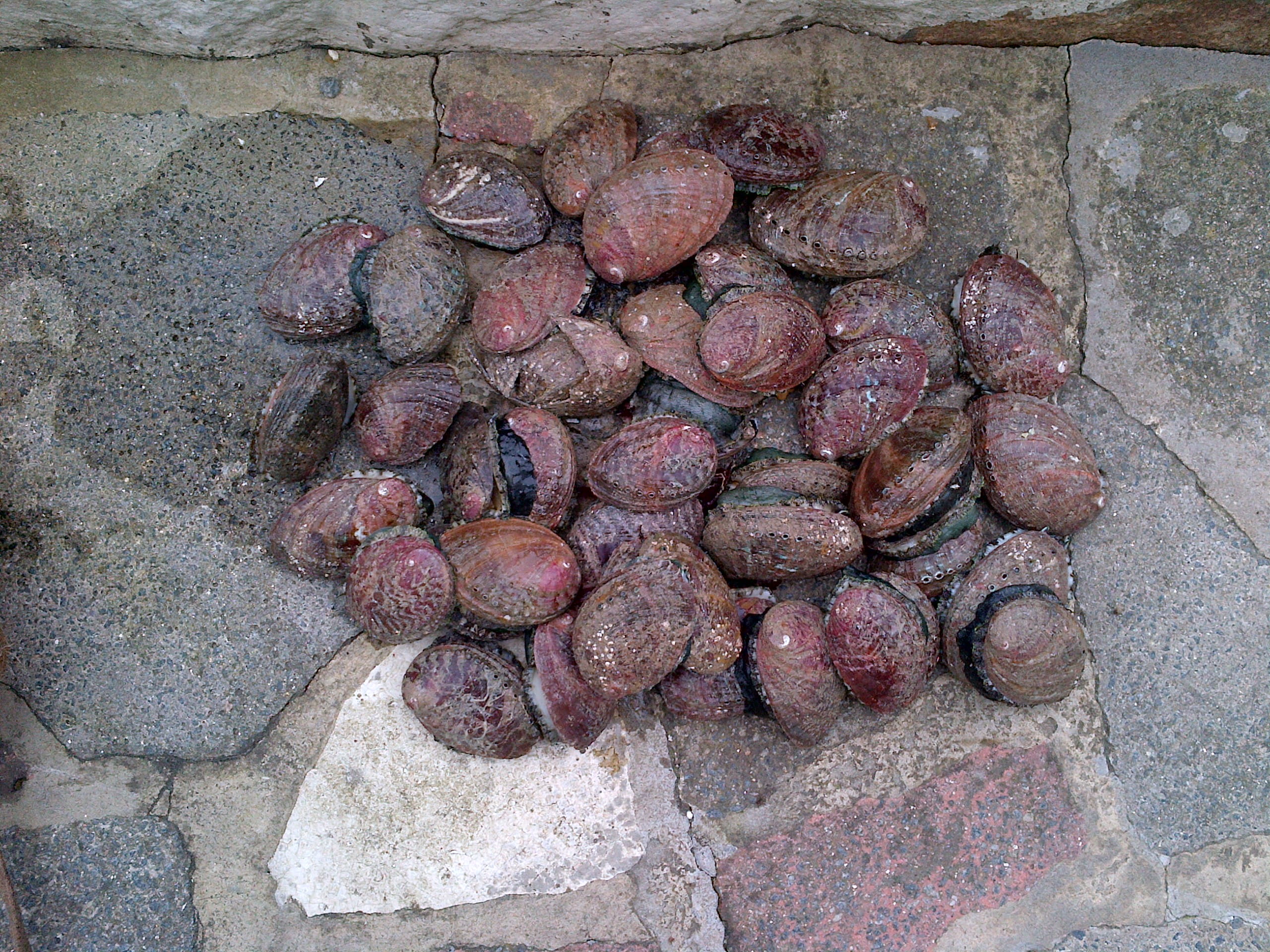guernsey, shells, abelone, ormers, high angle view, no people