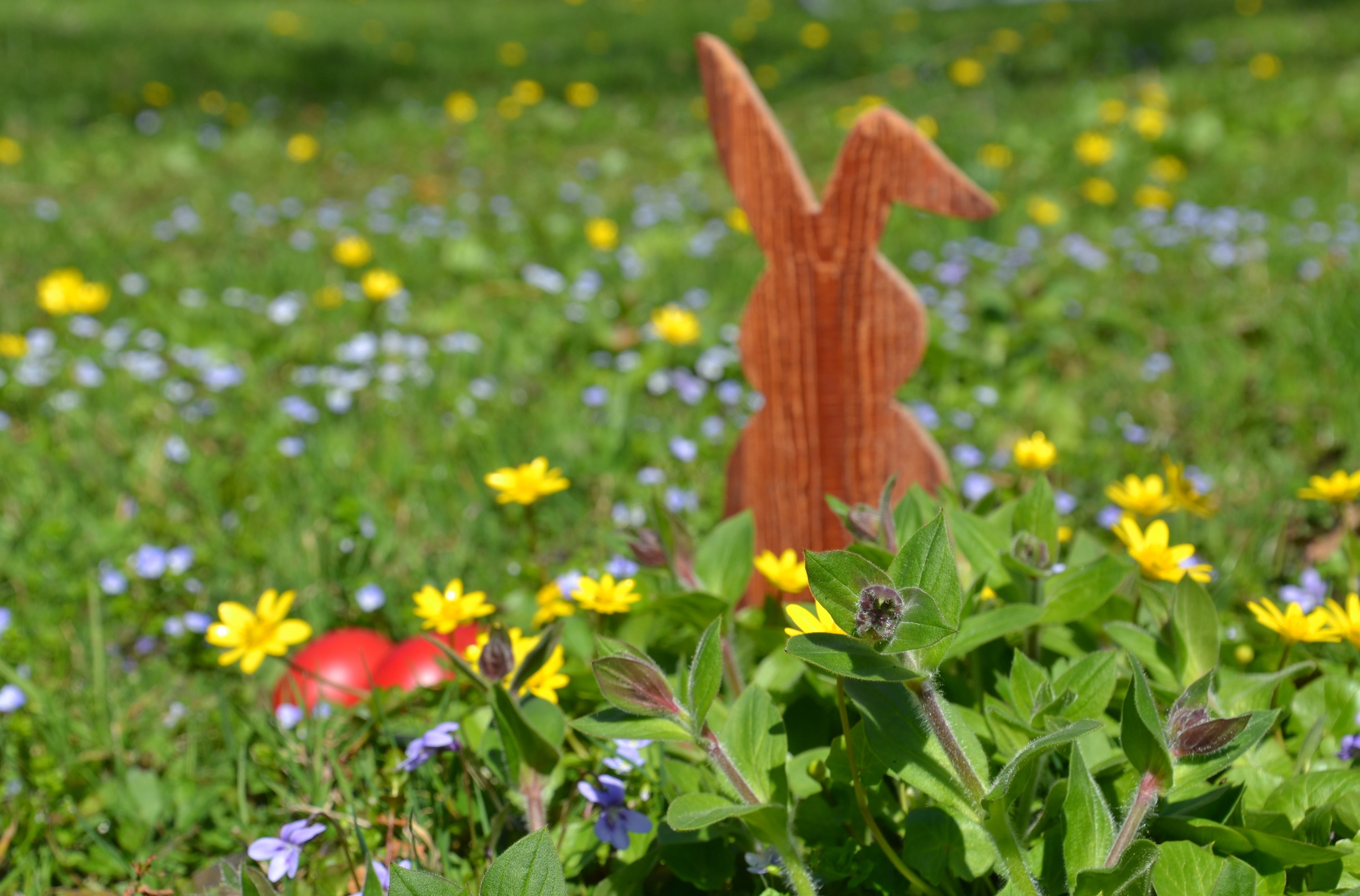 easter, hare, easter bunny, spring, grass, nature, egg, easter theme