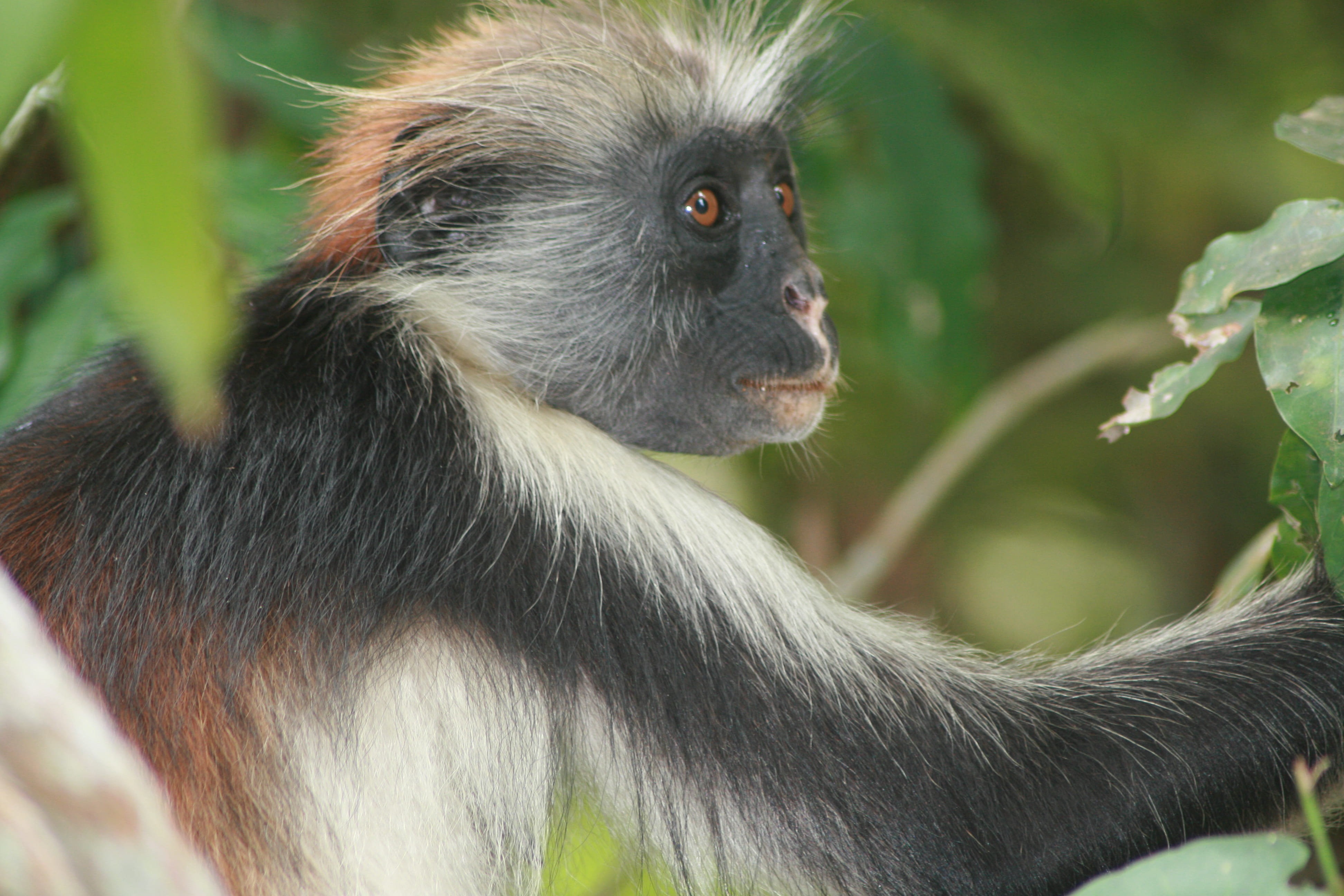 tanzania, zanzibar, monkey, primate, animal wildlife, animal themes
