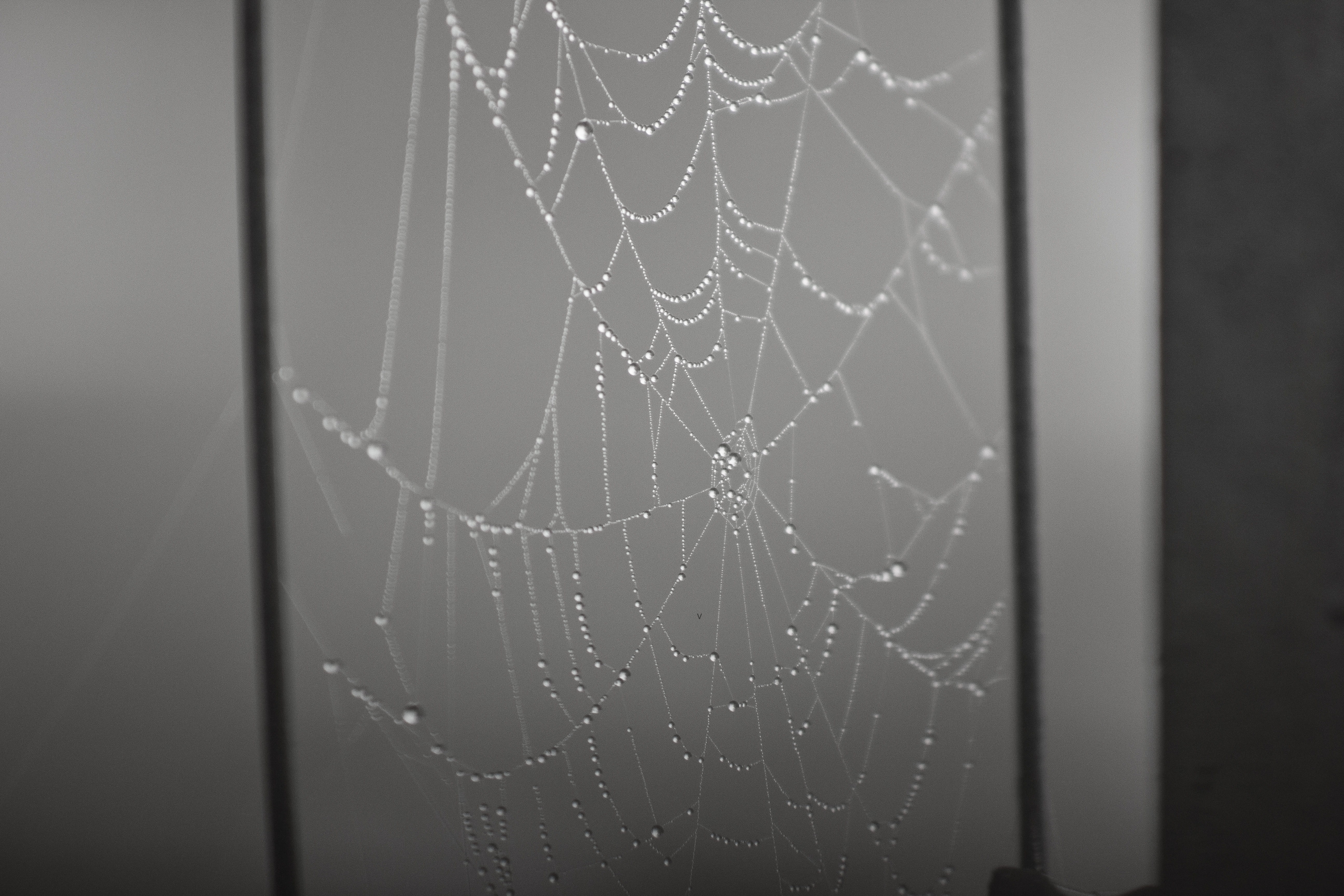 spider, web, spiderweb, morning, rain, spider web, fragility