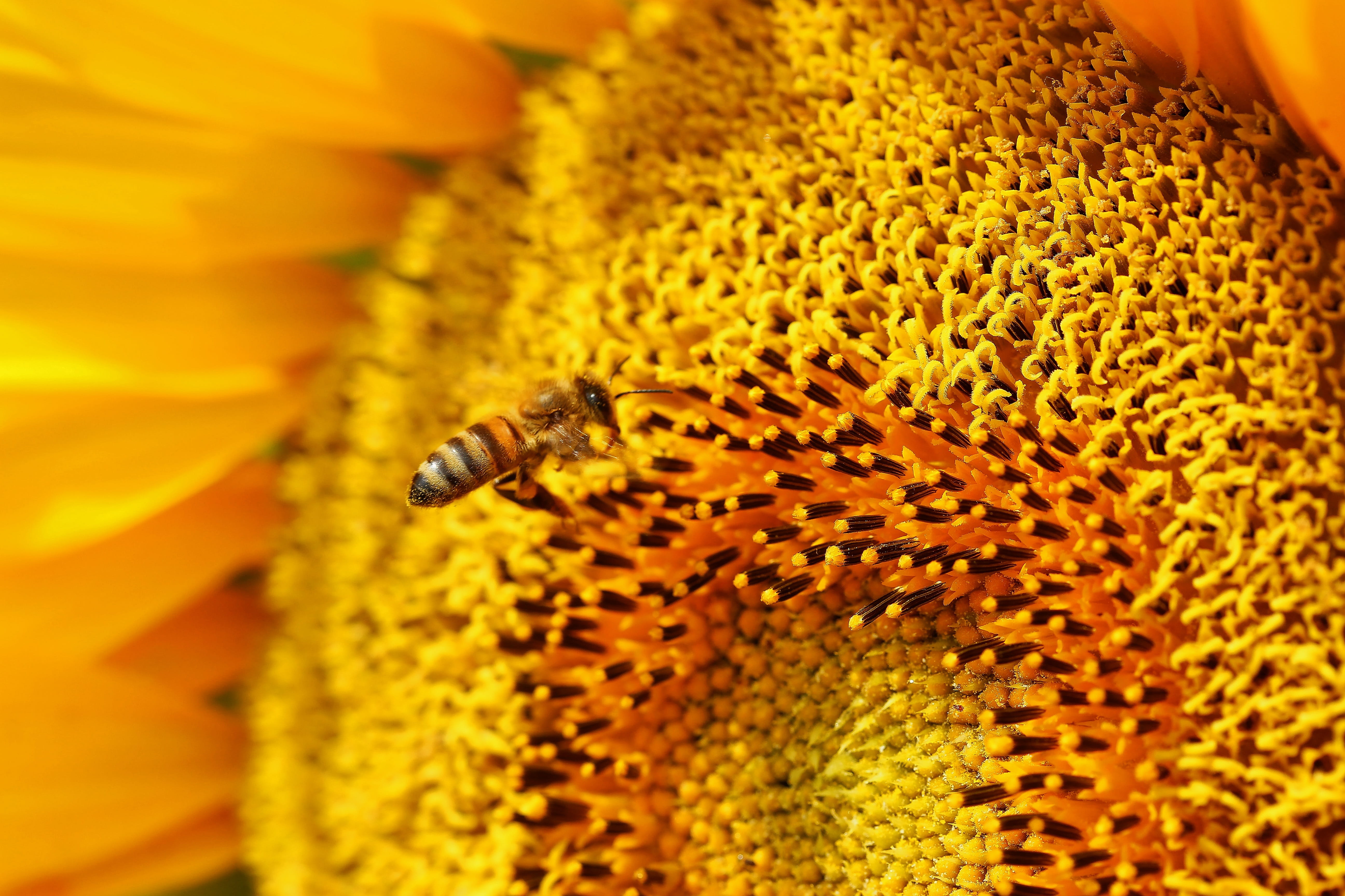 bee, always, approach, flight, nature, blossom, bloom, insect