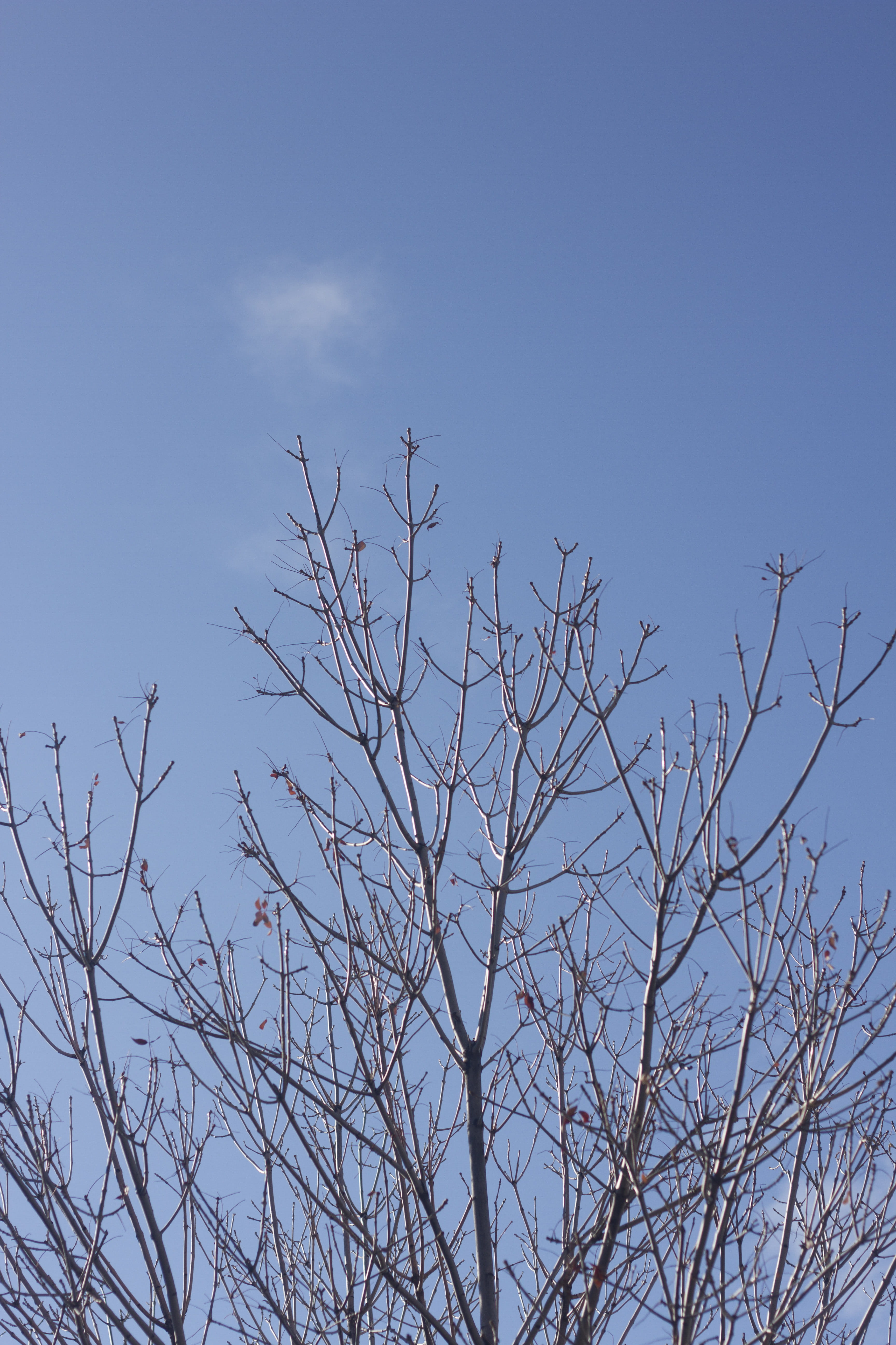 trees, fall, blue, brown, nature, sky, plant, low angle view