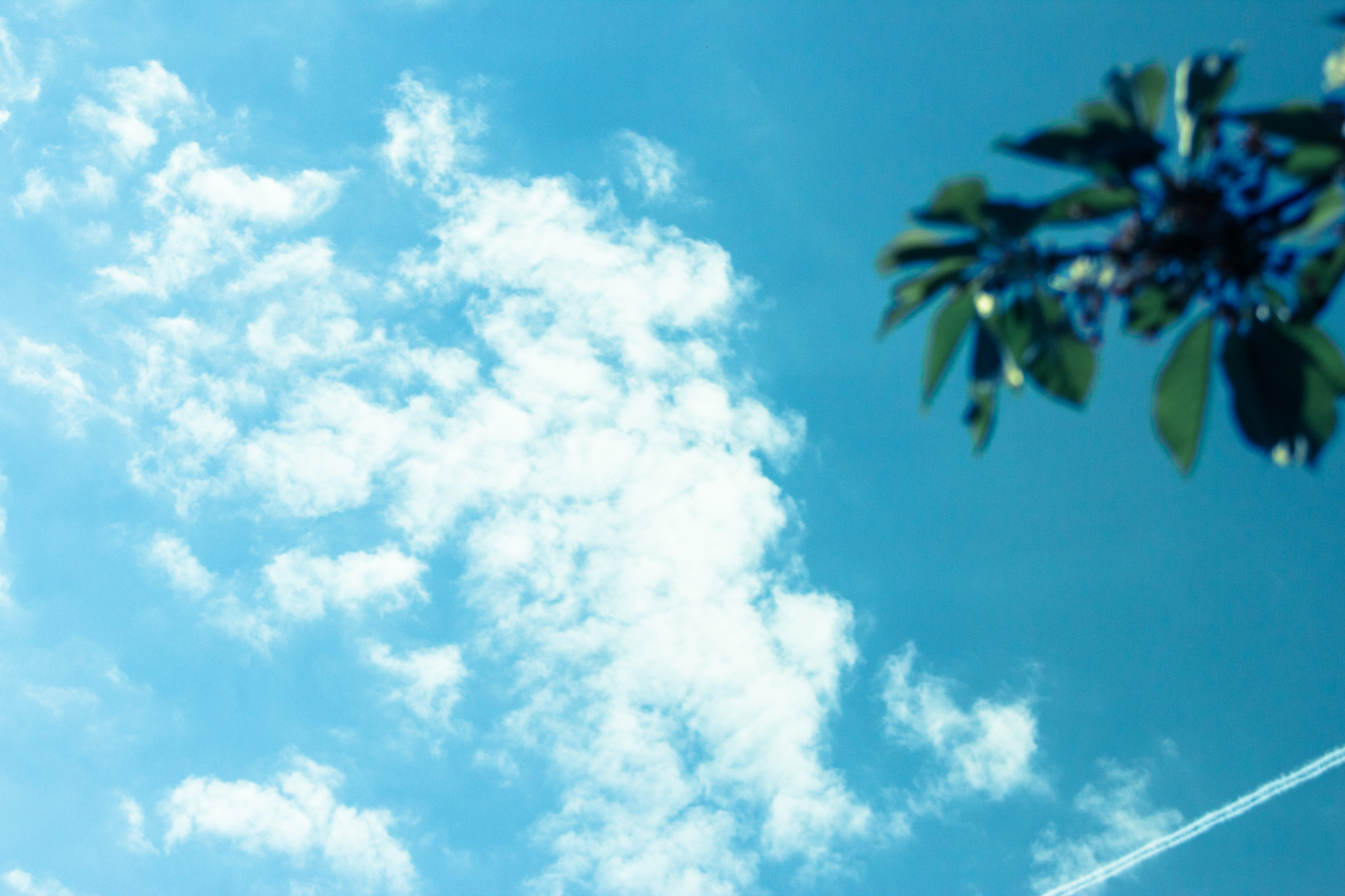 sun, weather, clouds, tree, leaves, sky, blue, cloud - sky