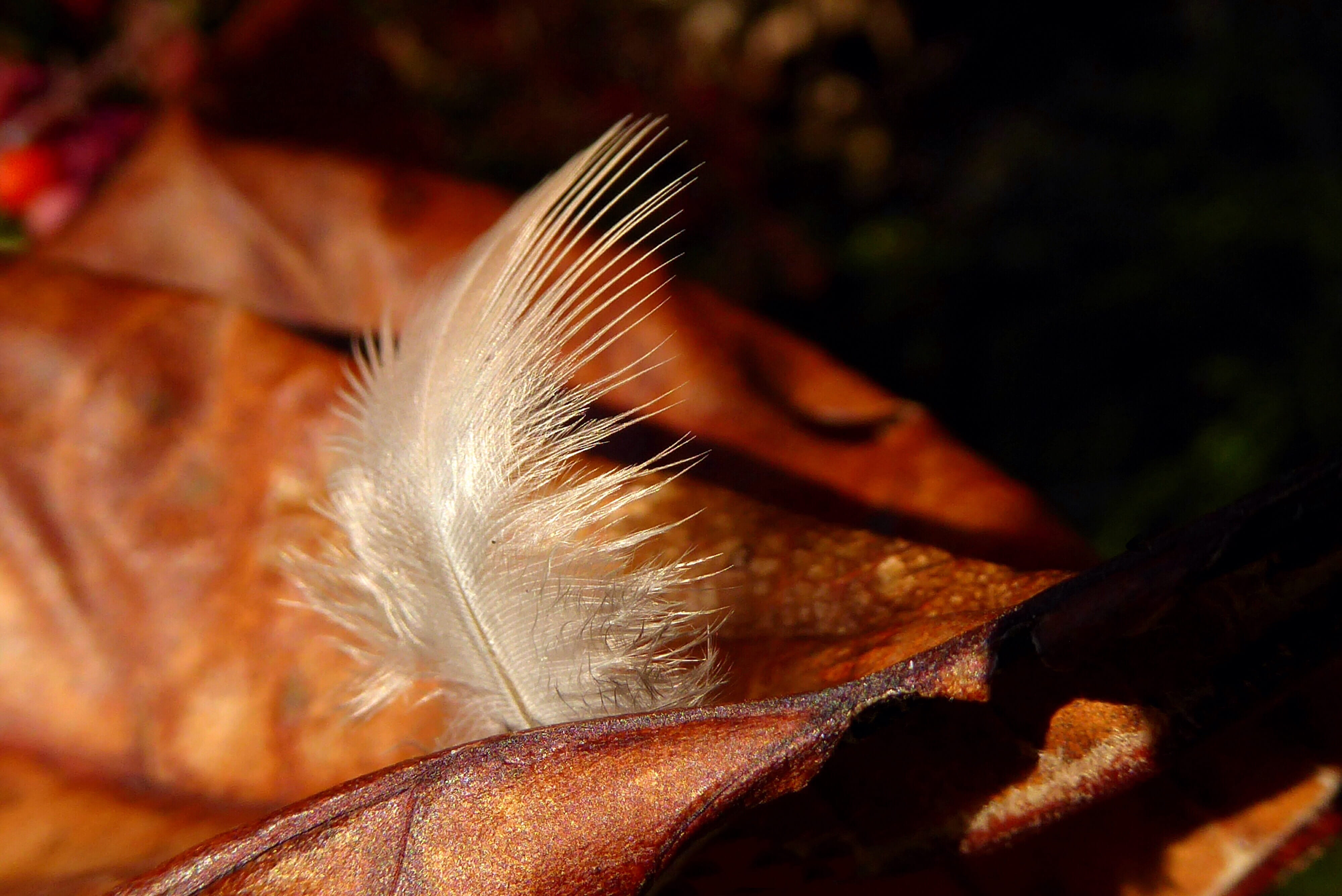 feather, fall, leaf, soft, crunchy, fragile, autumn, brown