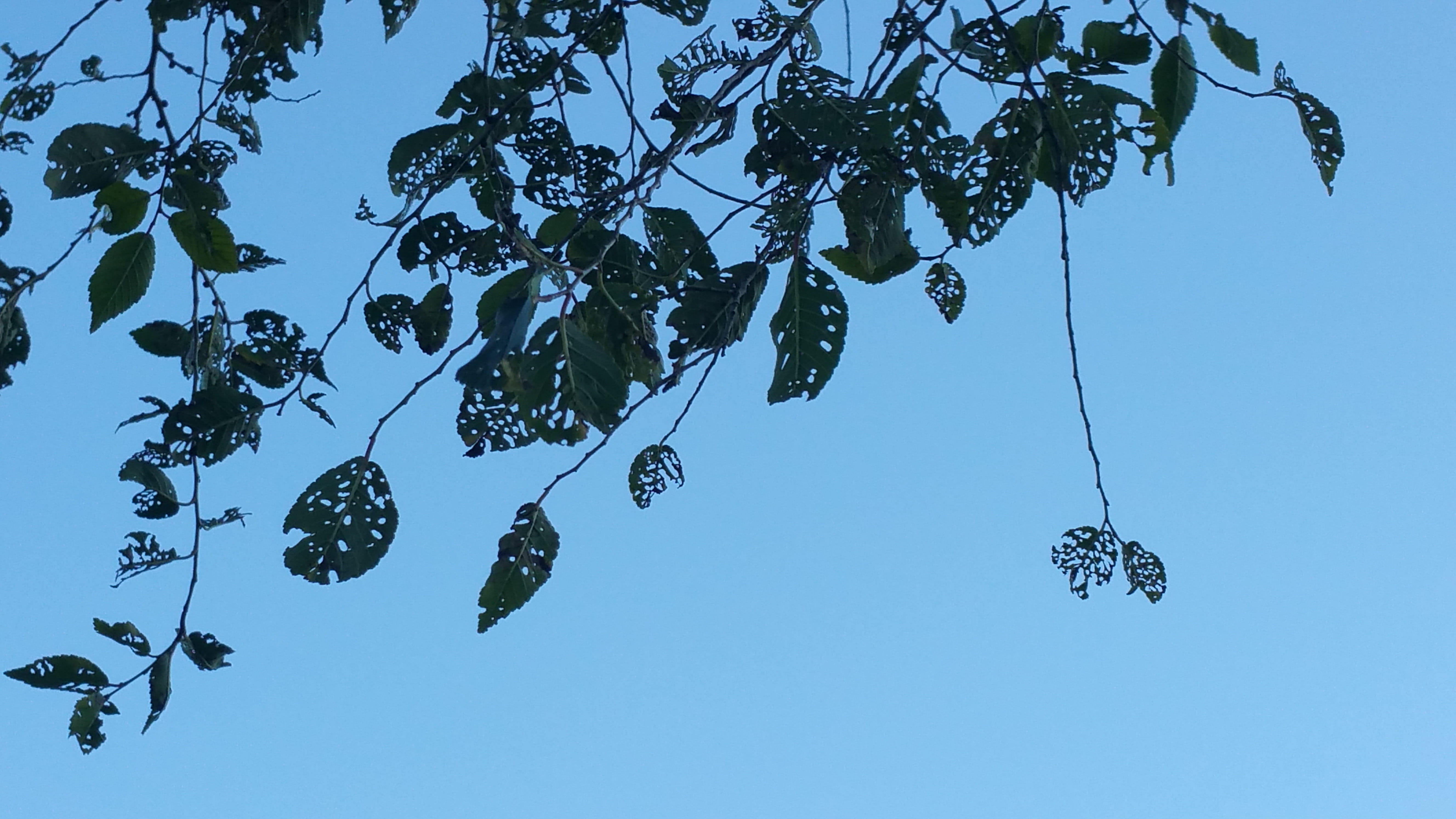 leaves, forest, branches, fall, sky, low angle view, hanging