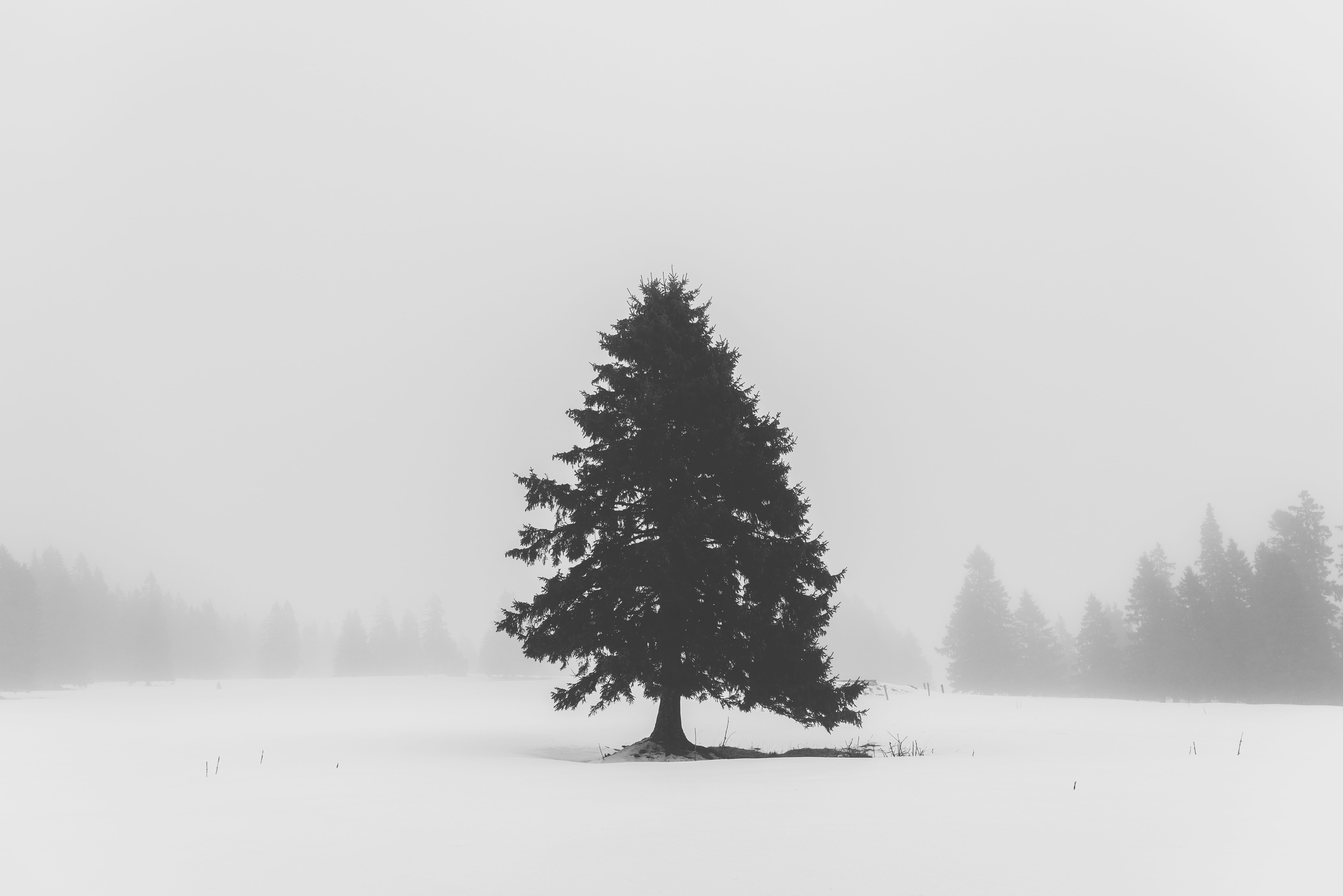 green tree, plant, cold temperature, snow, winter, tranquility