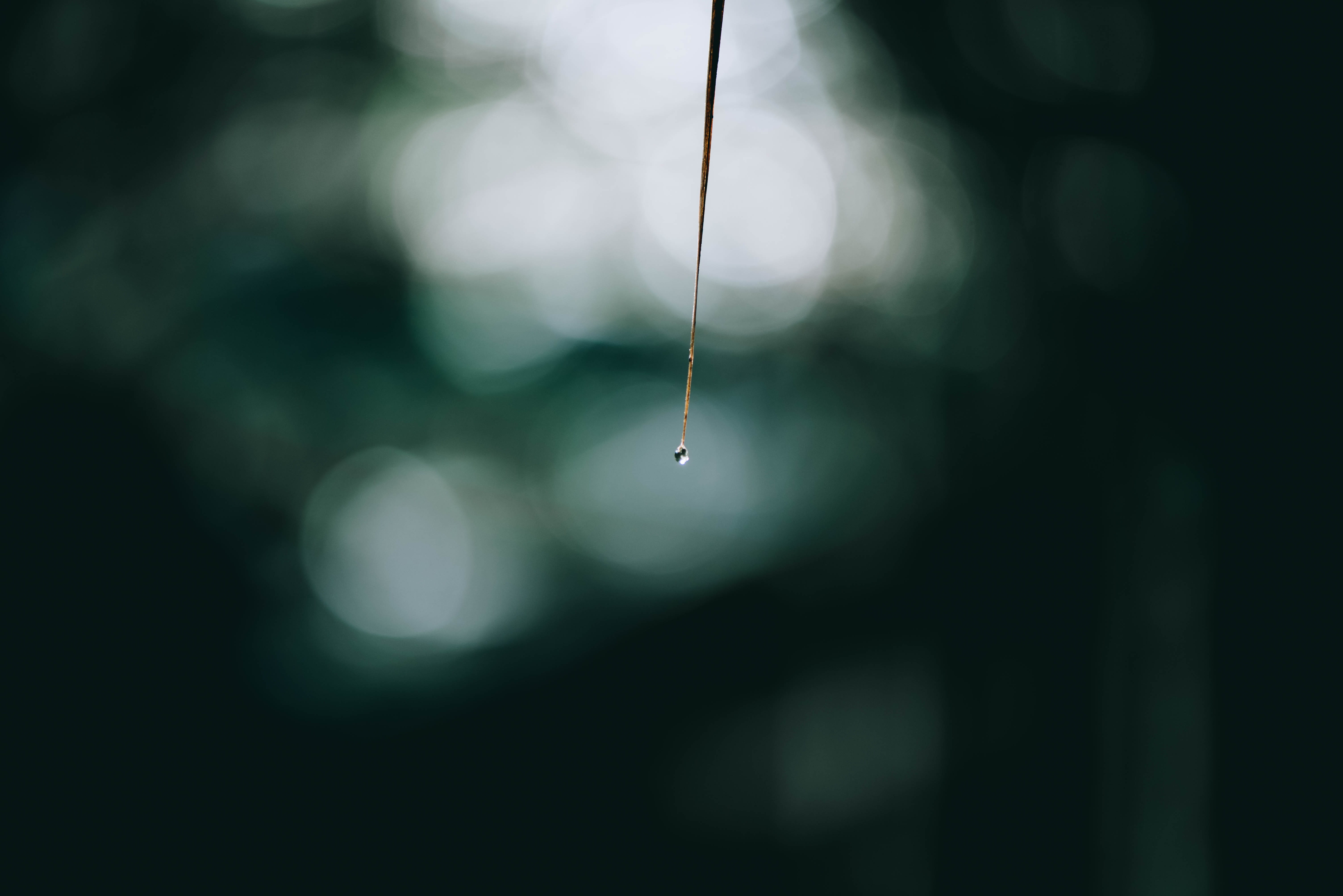 dew, drop, stick, leaf, water, focus on foreground, nature