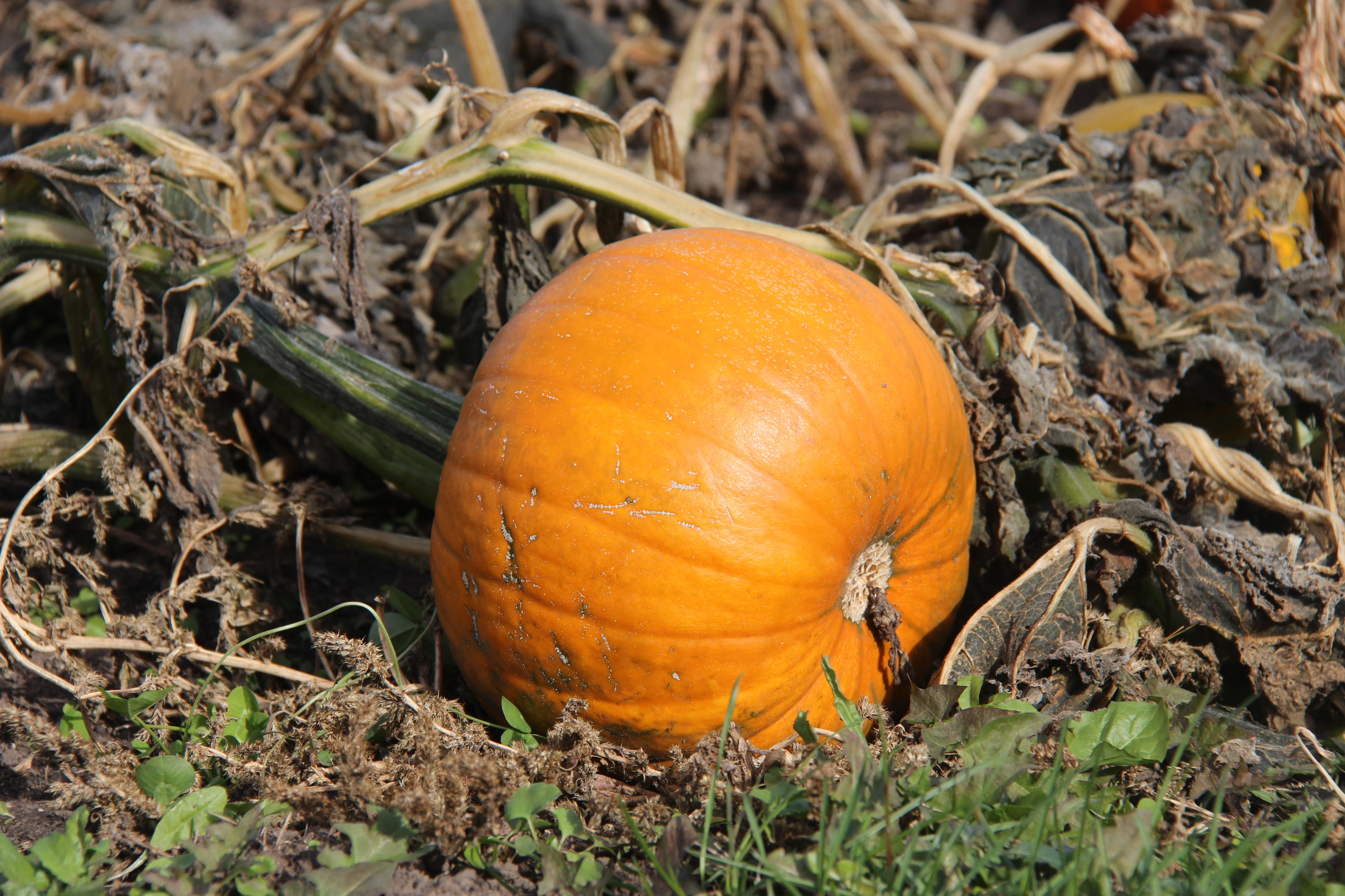 pumpkin, fall, autumn, orange, october, jack-o-lantern, pumpkins
