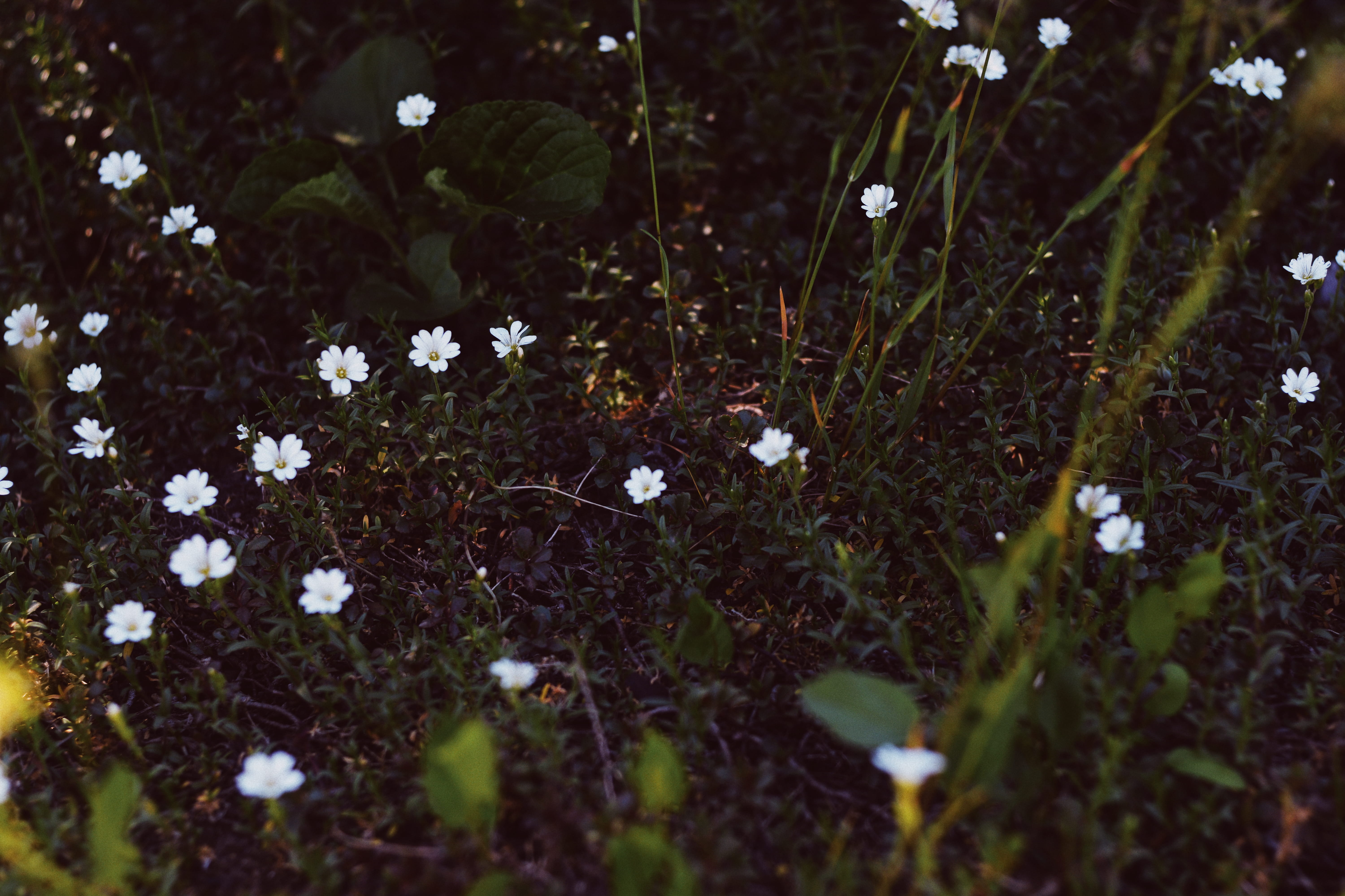 flower, flora, bloom, grass, wallpaper, light, sun, sunshine