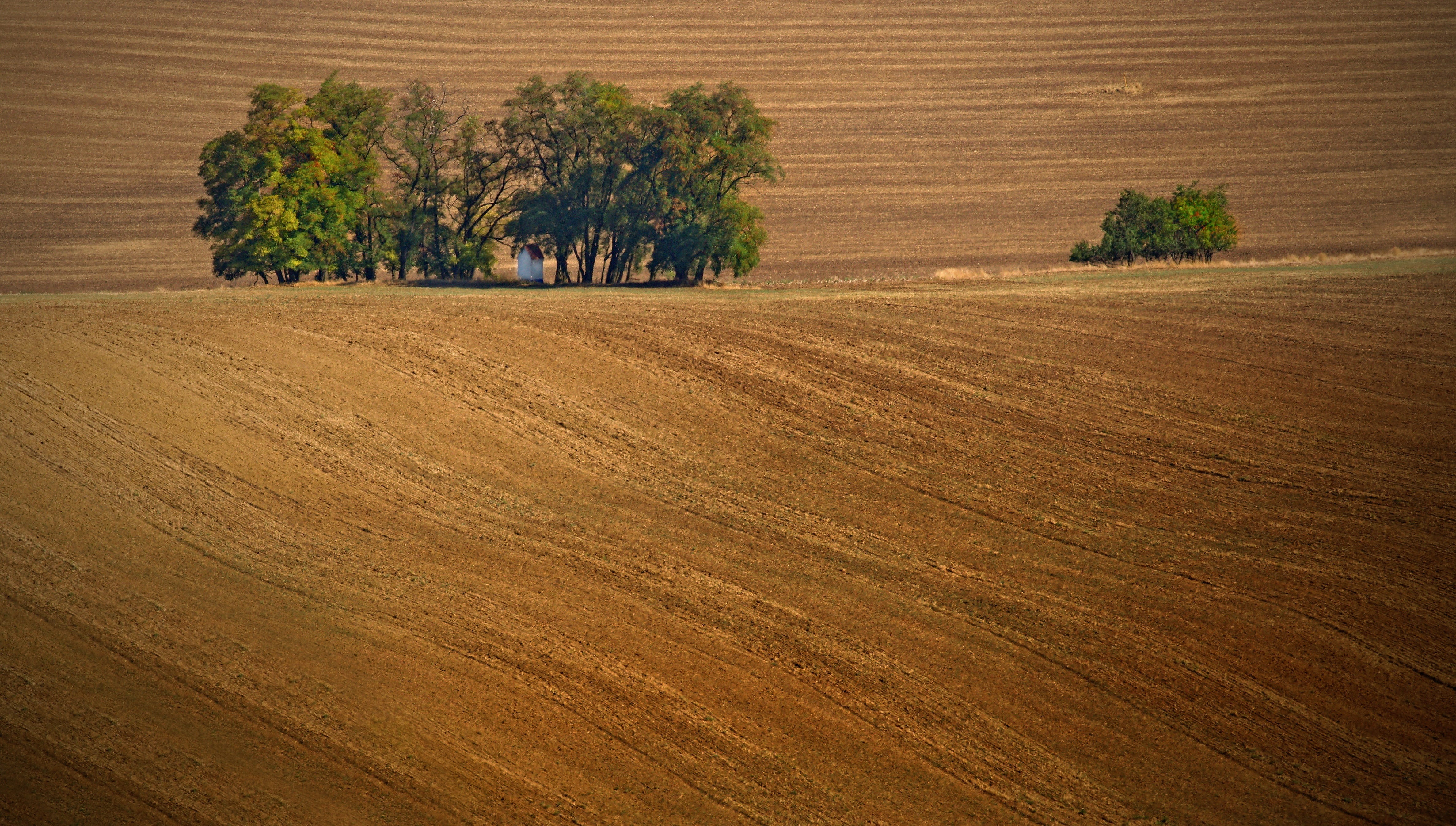 summer, trees, landscape, plant, field, tranquility, environment