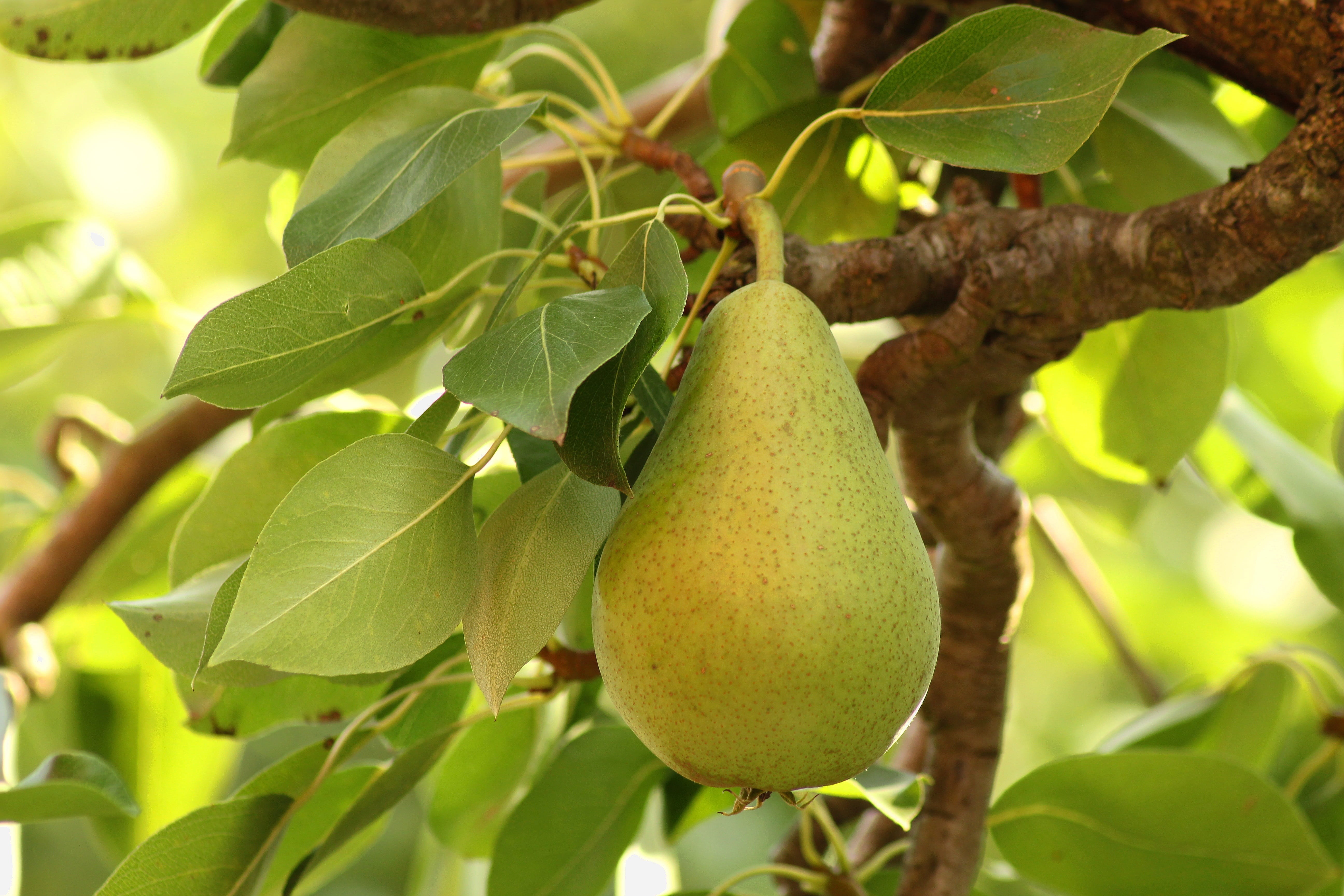 pear, tree, green, fruit, nature, summer, environment, ecology