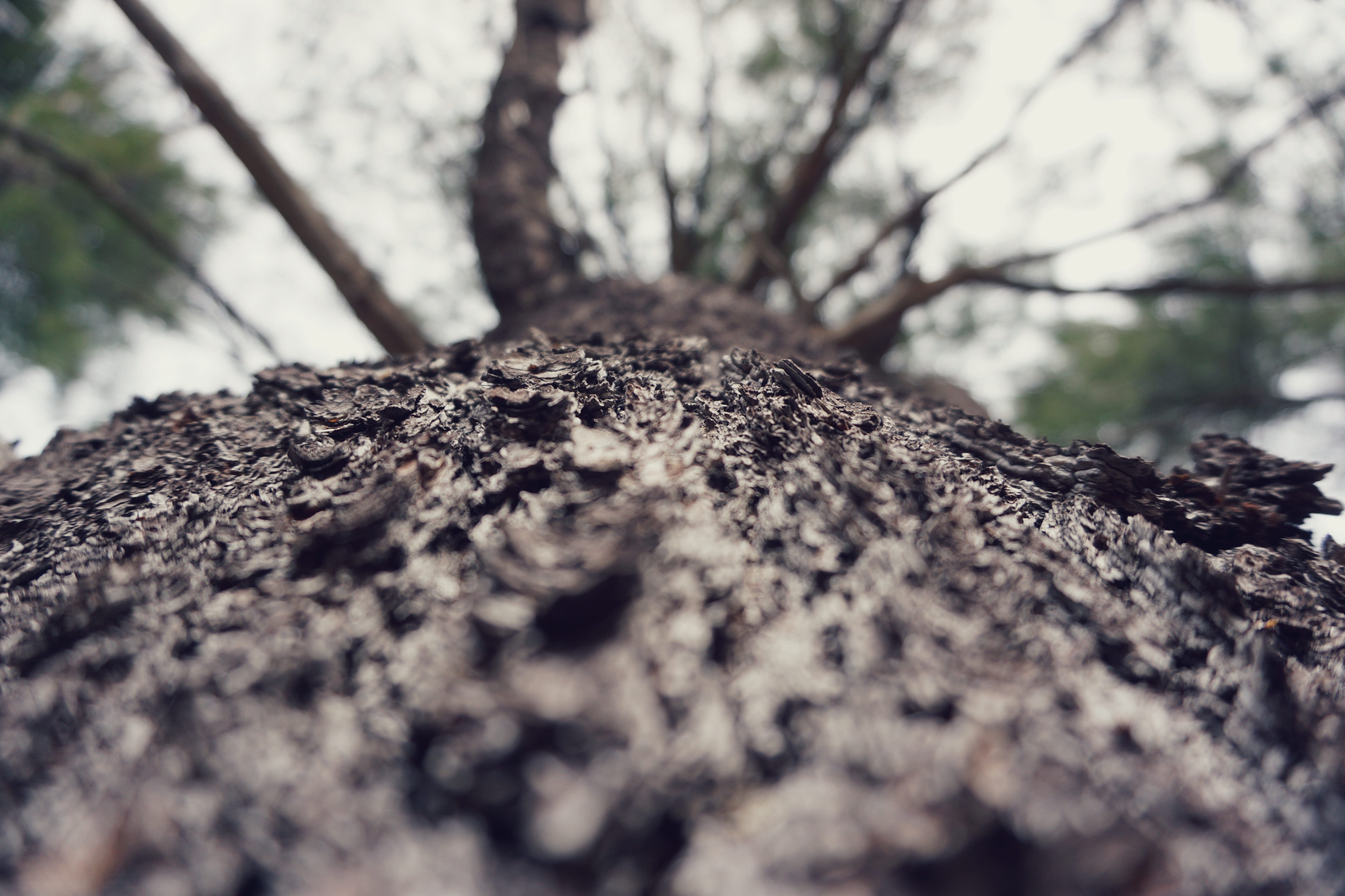 forest, tree, fall, autumn, woods, selective focus, textured