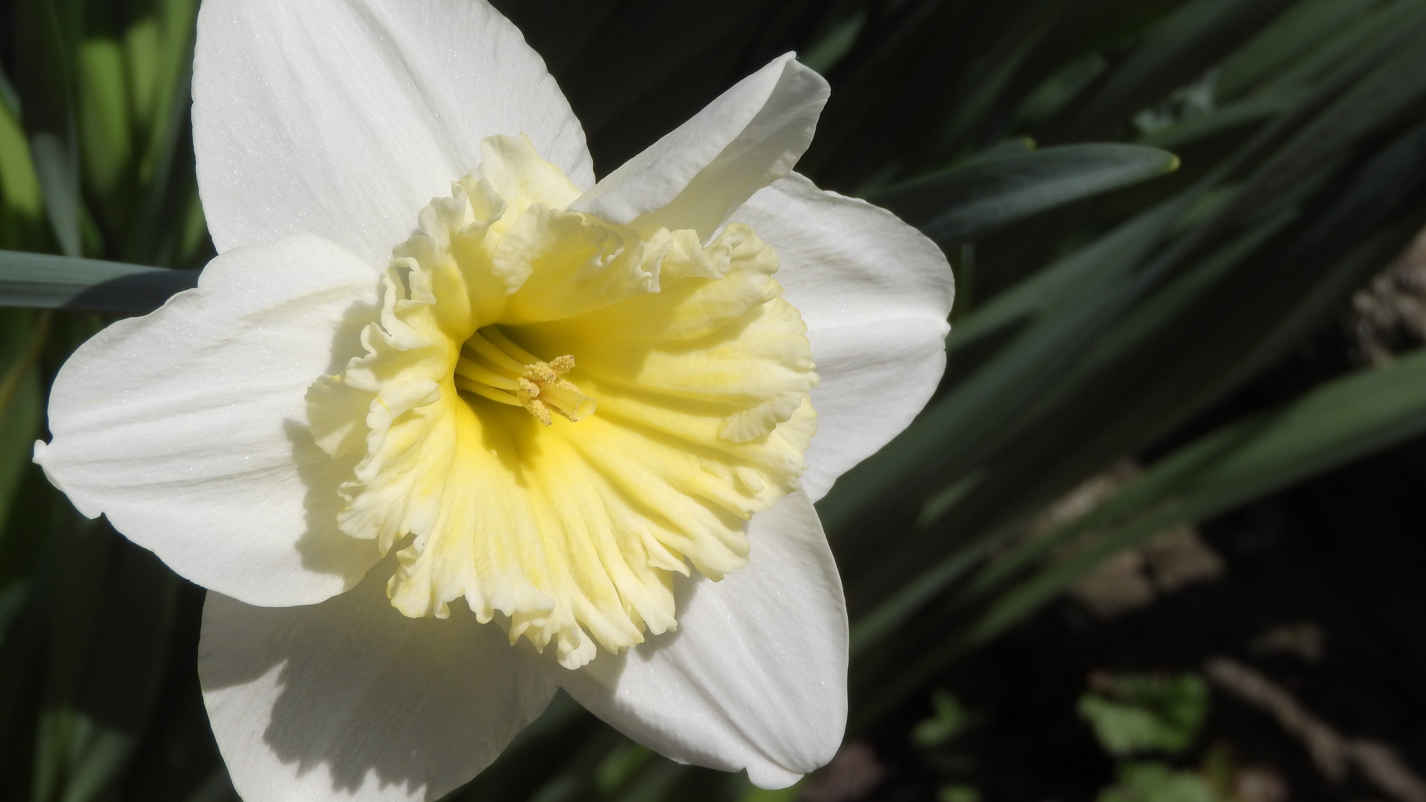 daffodil, spring flowers, easter, easter flowers, close up