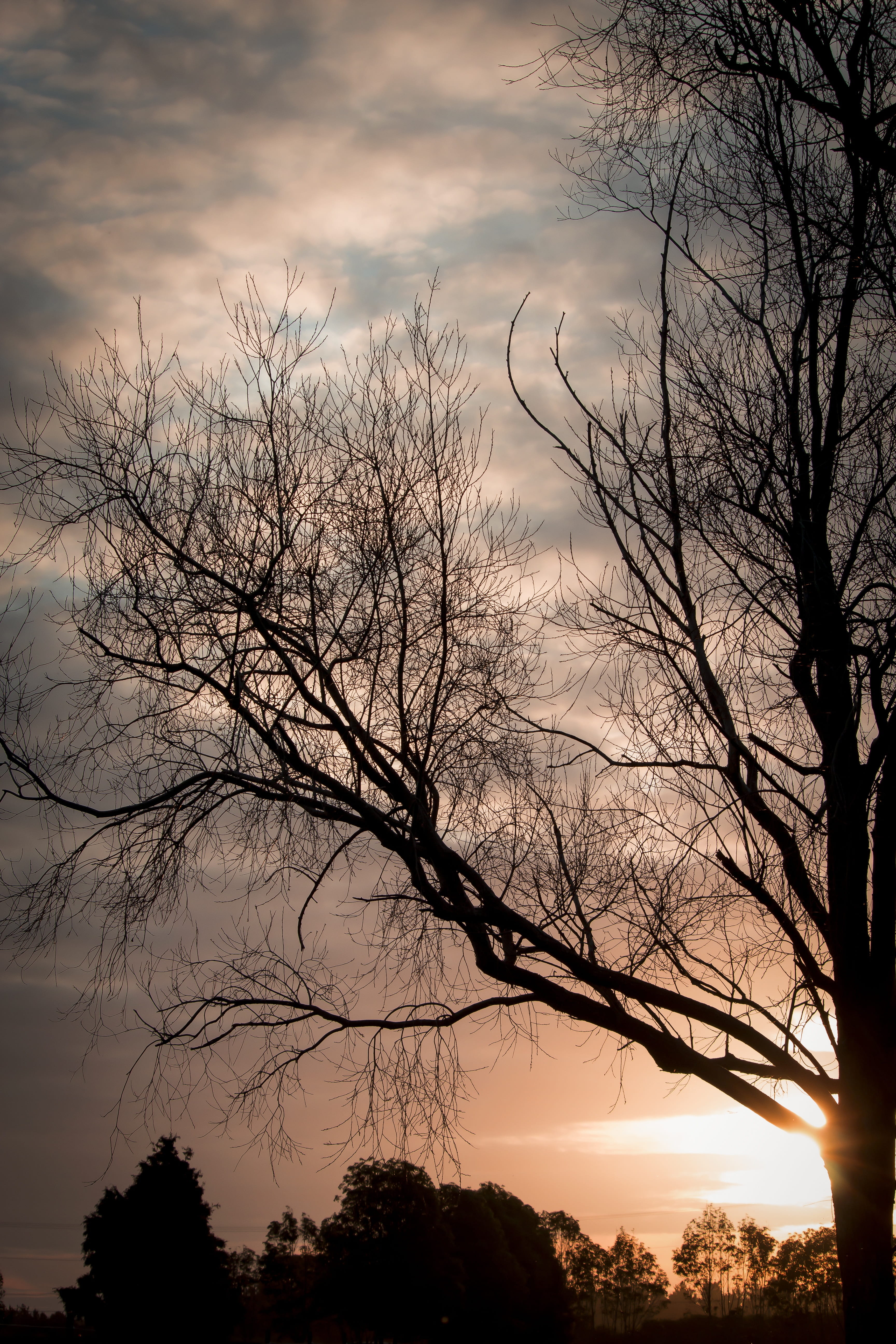sunset, tree, silhouette, clouds, sky, cloud - sky, plant, bare tree