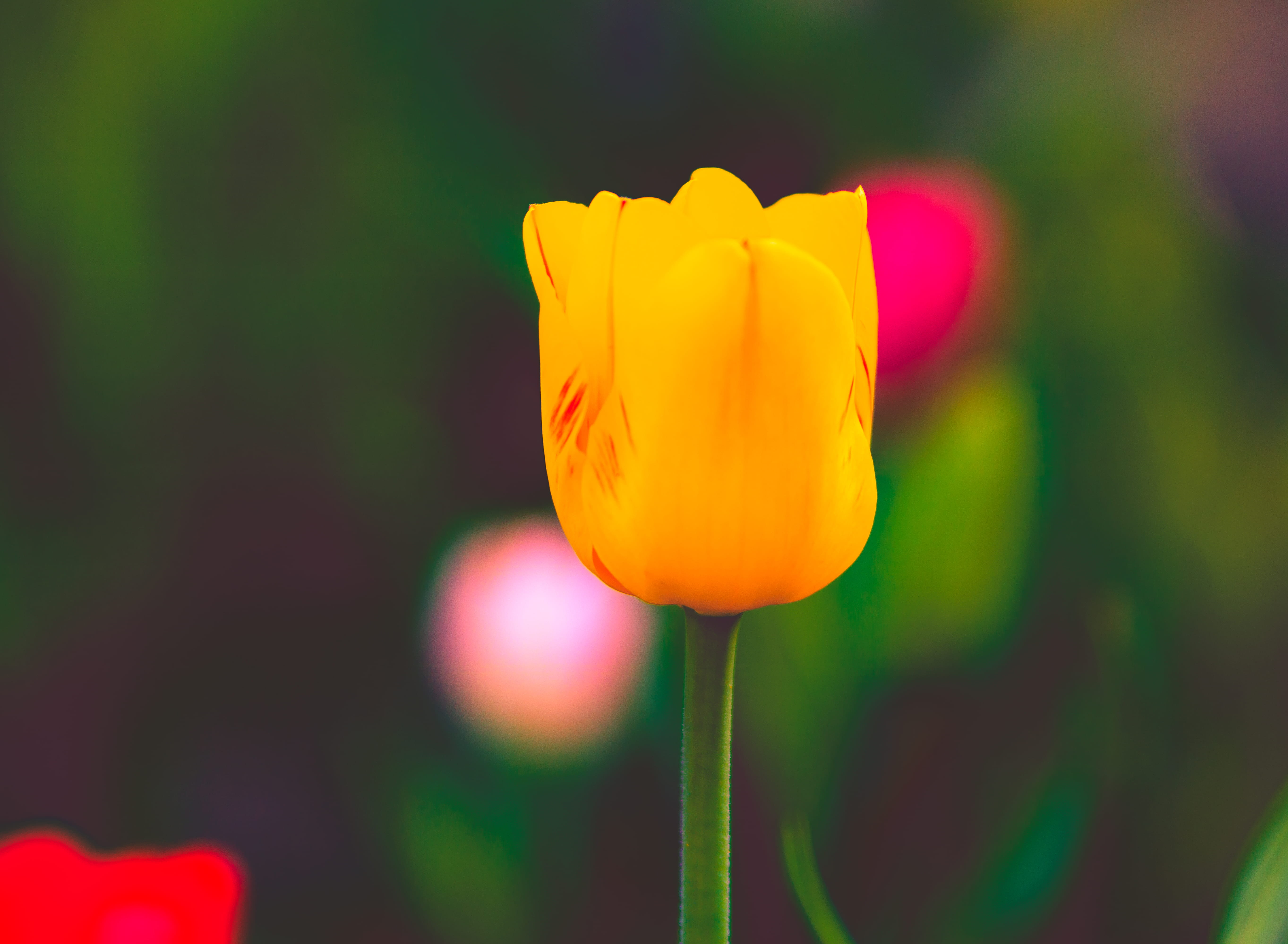 germany, easter, springtime, flower, bokeh, colorful, spring 2018