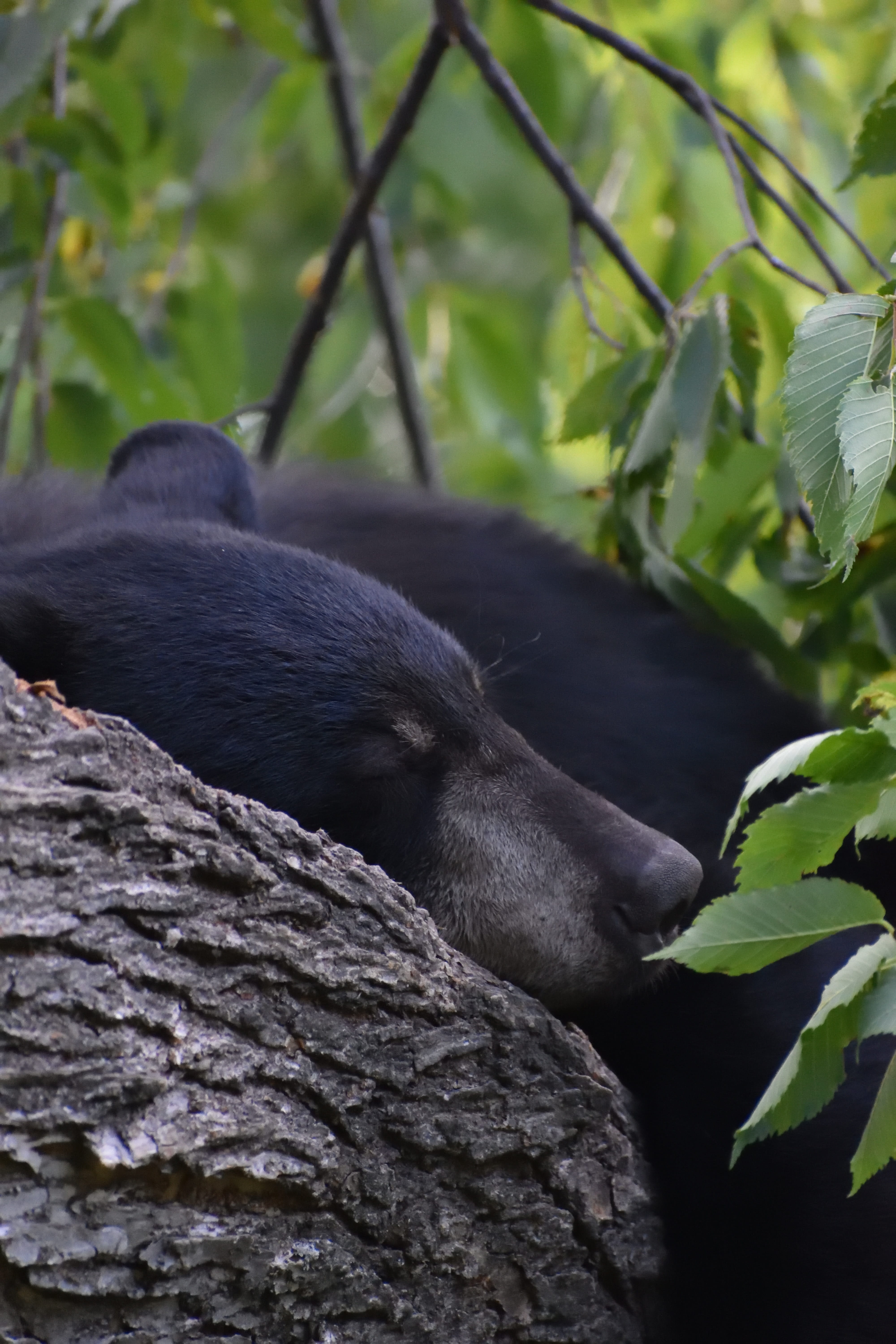 bear, black bear, sleeping, tree, yearling, animal, rest, forest