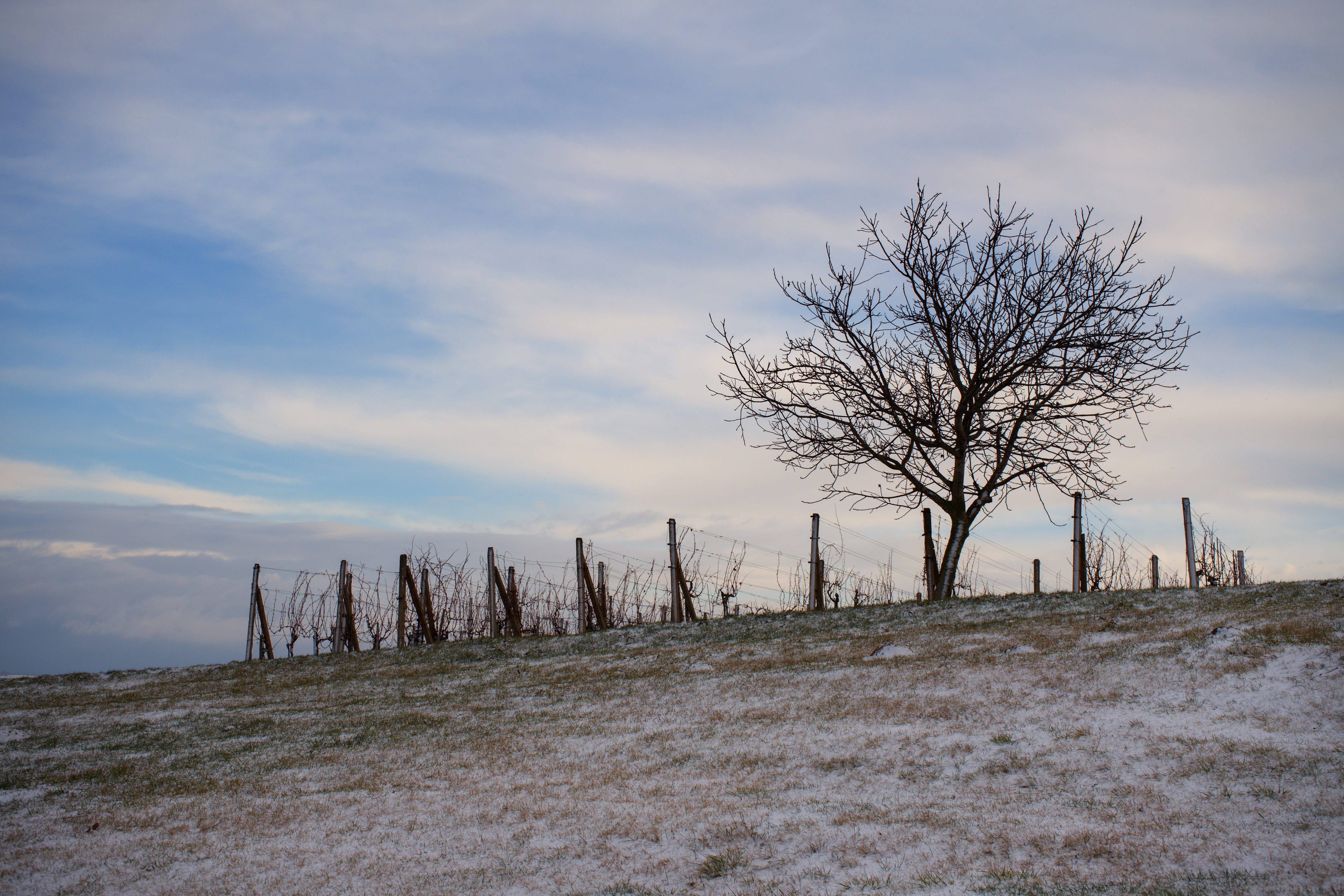 tree, winter, landscape, sky, tranquility, bare tree, plant