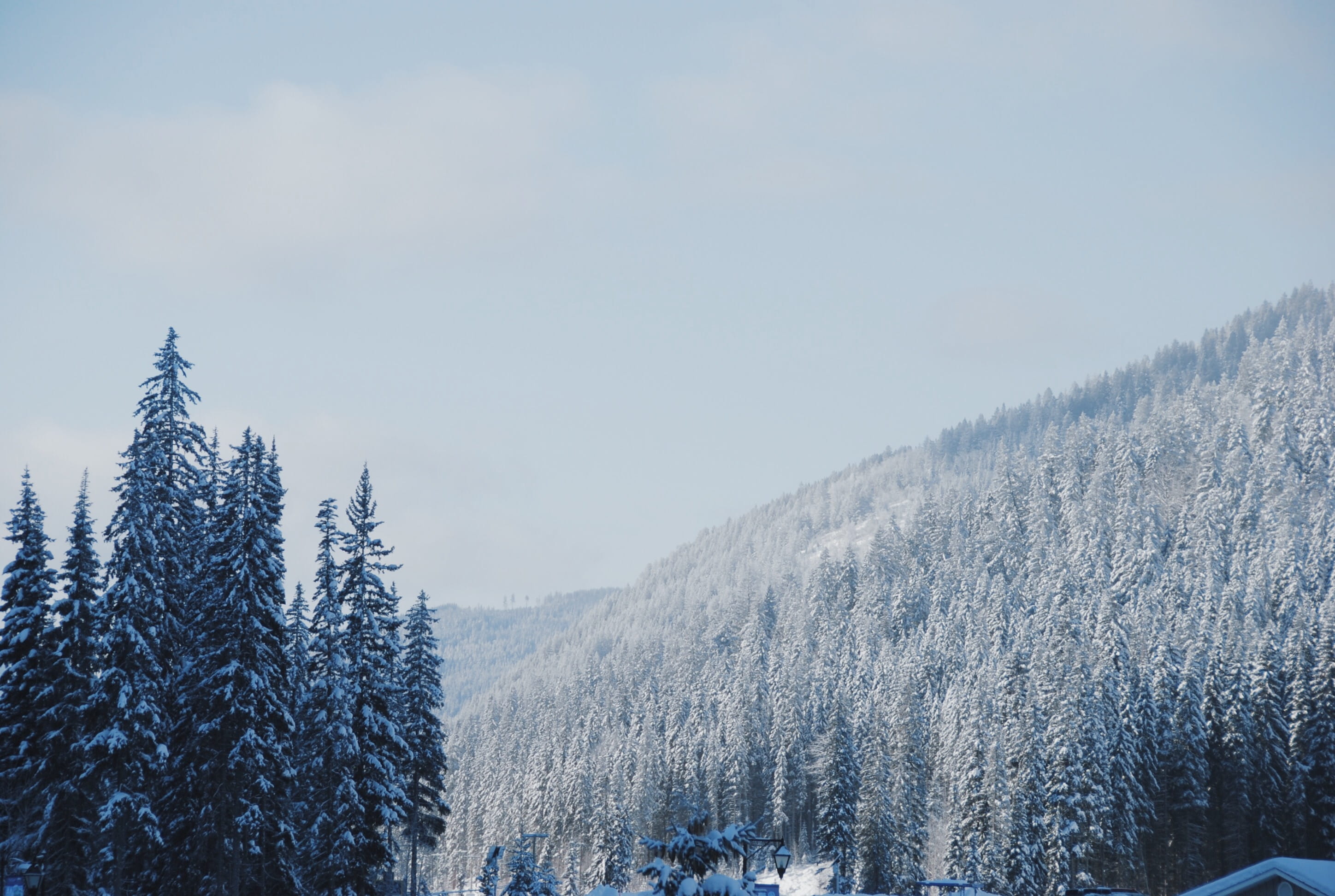 canada, sun peaks, snow, winter, cold temperature, tree, plant