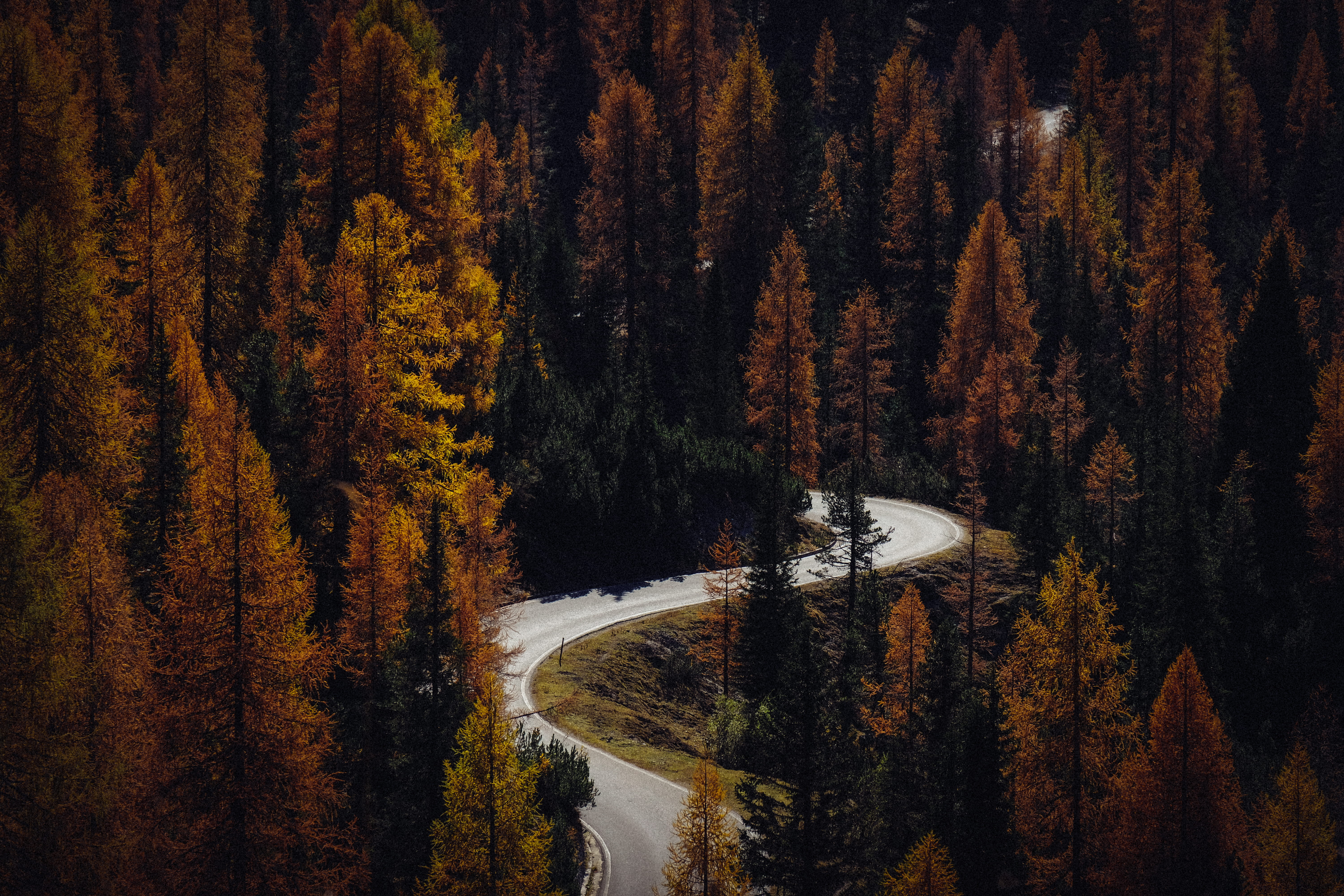 Gray Concrete Pavement in Between Trees, conifer, daylight, environment