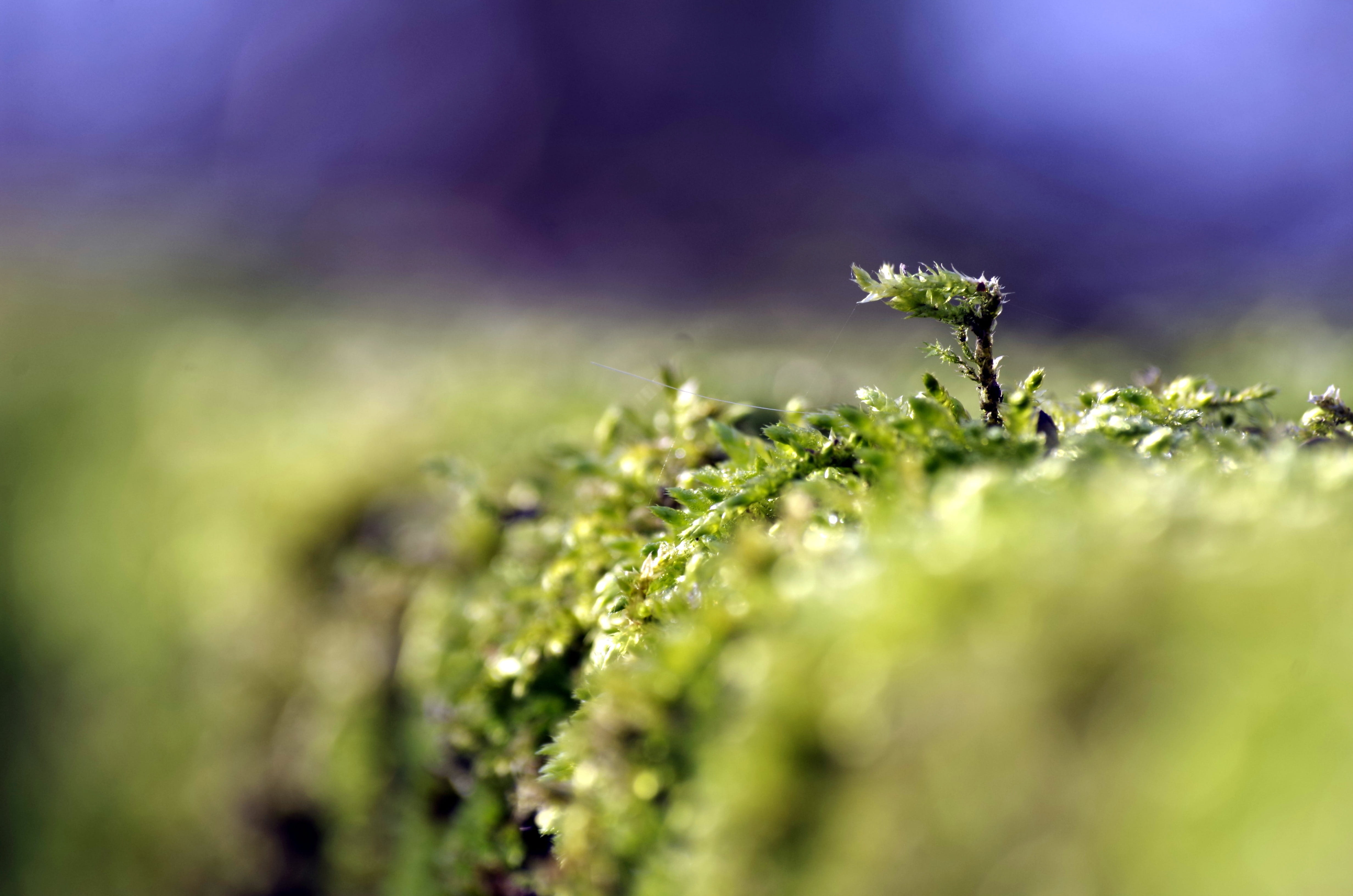 moss, green, forest, macro, vegetation, plant, selective focus